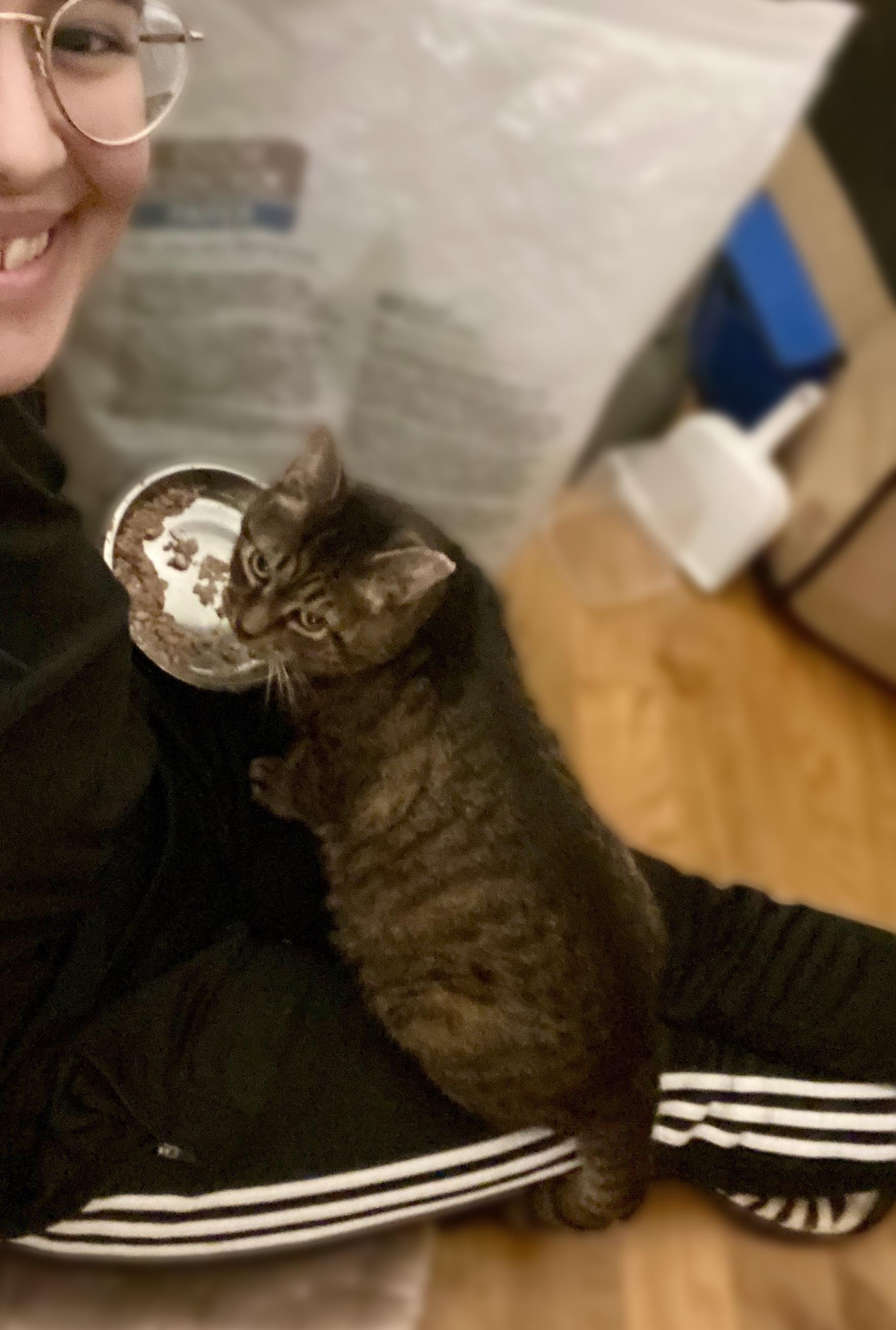 Piccolo, a Adoptable Domestic Short Hair in Brooklyn, NY image 3/6