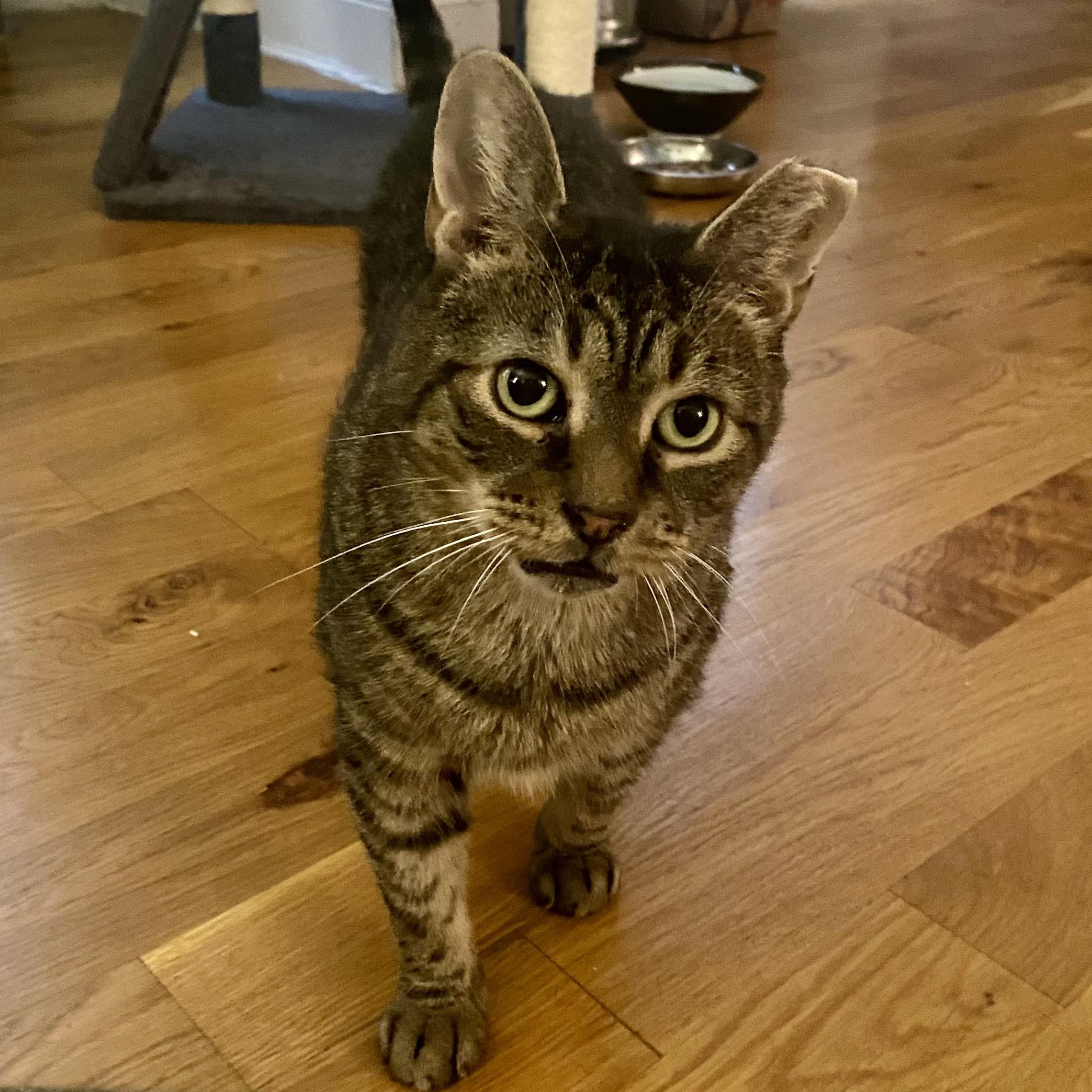 Piccolo, Adoptable, Senior Male Domestic Short Hair.