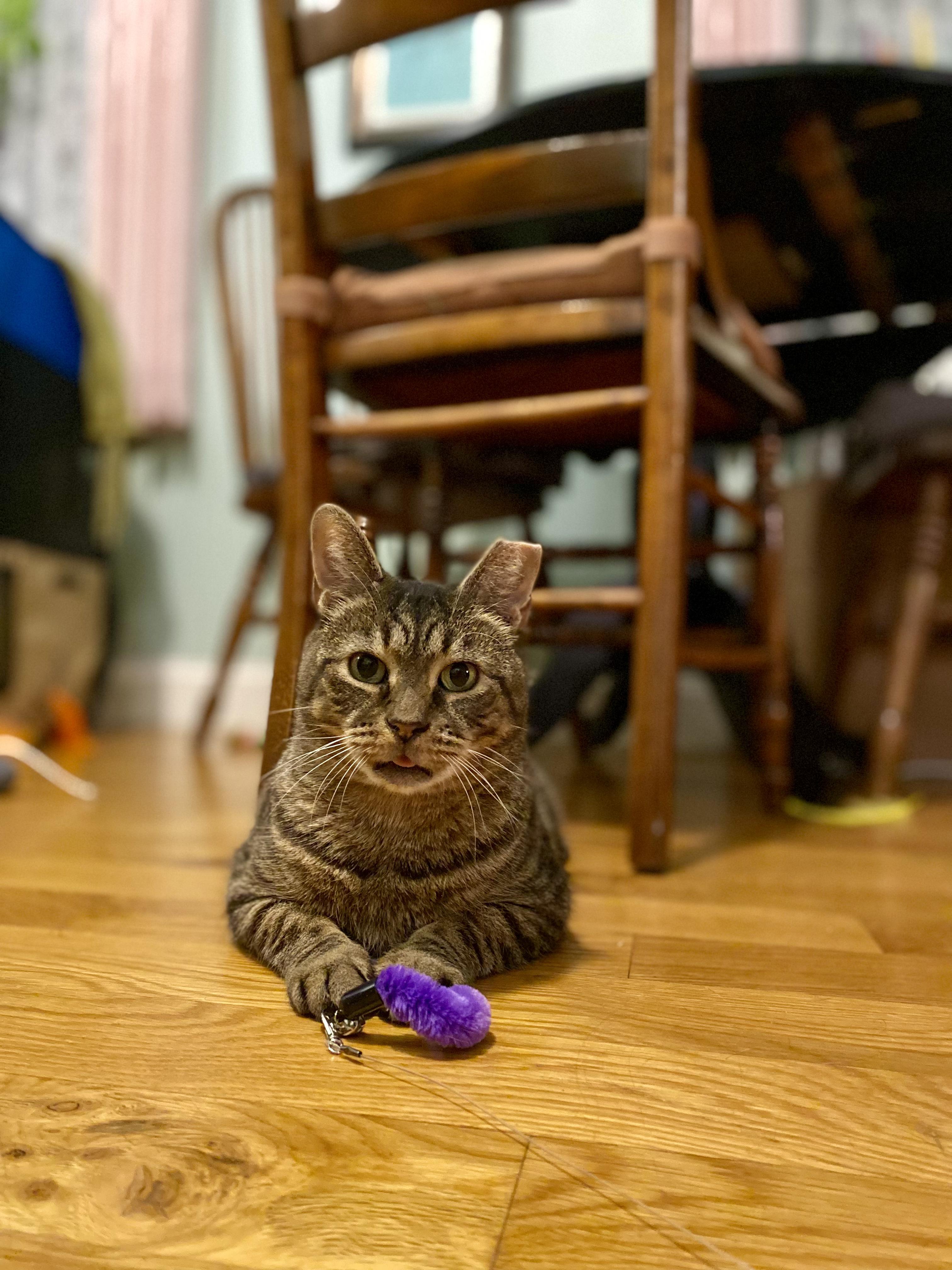 Piccolo, a Adoptable Domestic Short Hair in Brooklyn, NY image 6/6