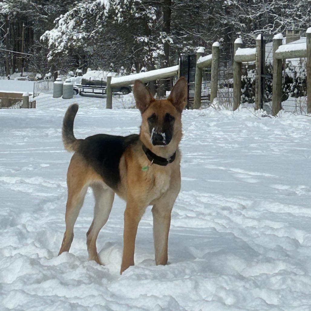 Niner (26-028), Adoptable, Young Male German Shepherd Dog.