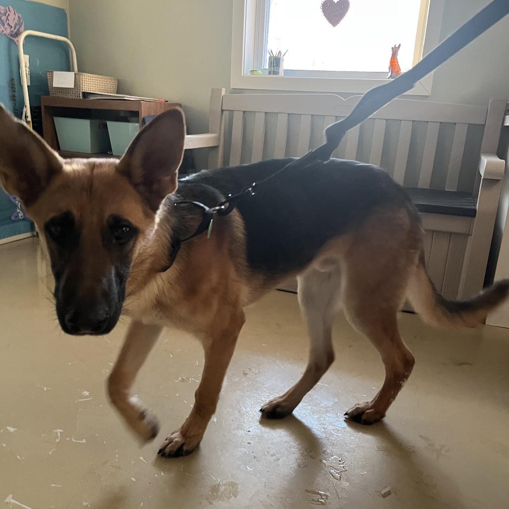 Niner (26-028), Adoptable, Young Male German Shepherd Dog.