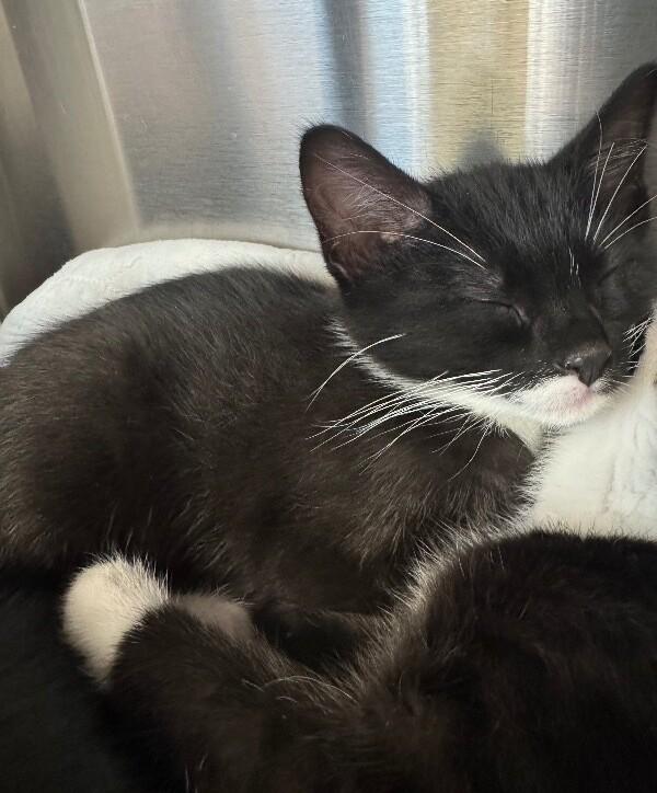 EPSON, a ADOPTABLE Domestic Short Hair in La Crescent, MN image 1/5
