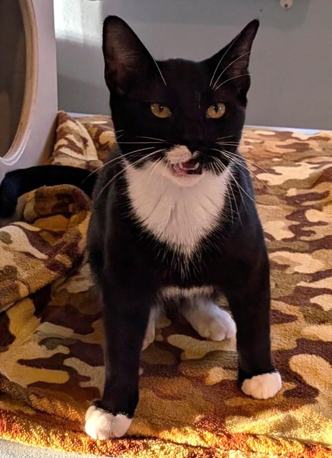 Enlarge EPSON, a Adoptable Domestic Short Hair in La Crescent, MN image 1/5
