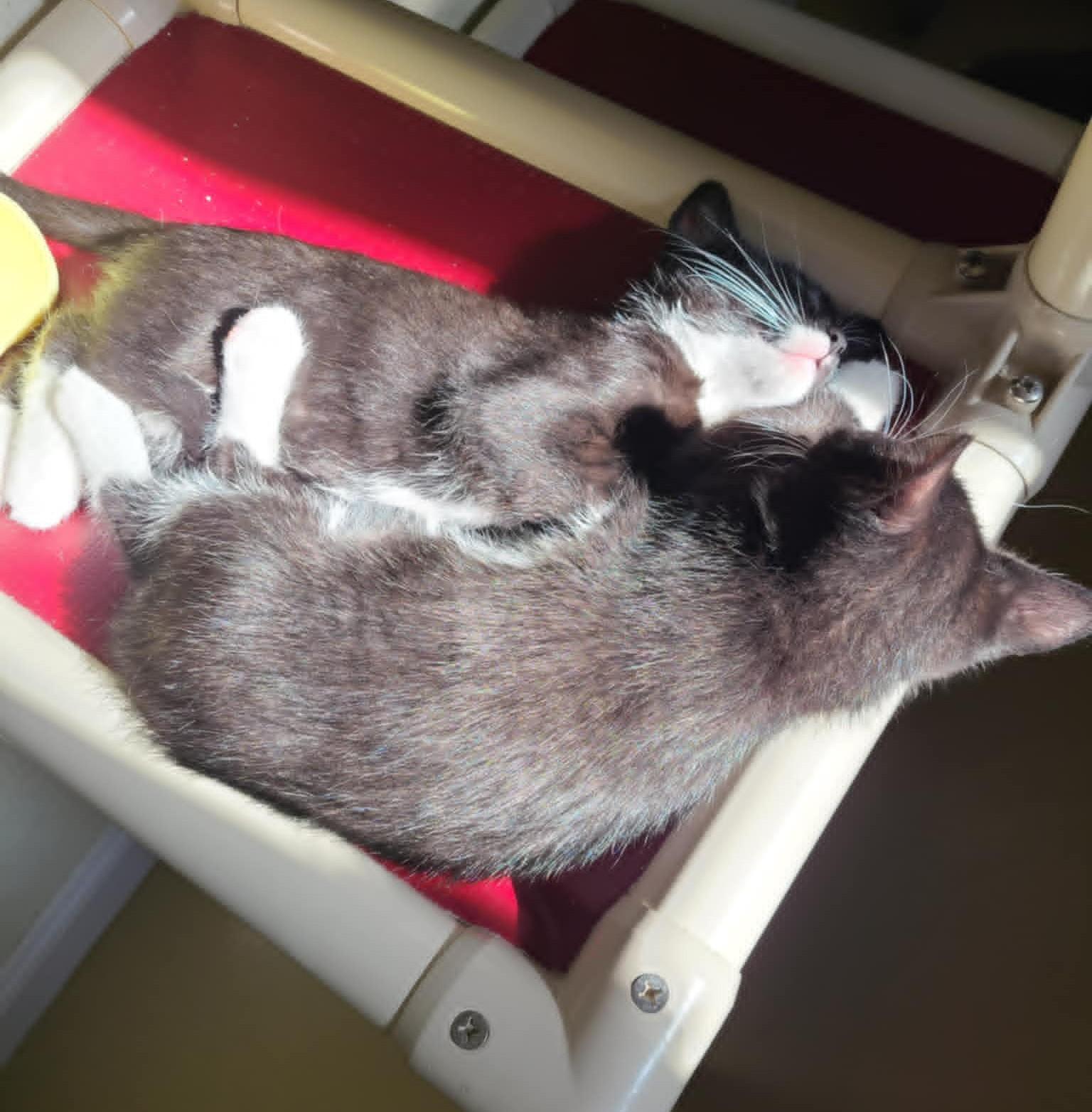 EPSON, a ADOPTABLE Domestic Short Hair in La Crescent, MN image 3/5