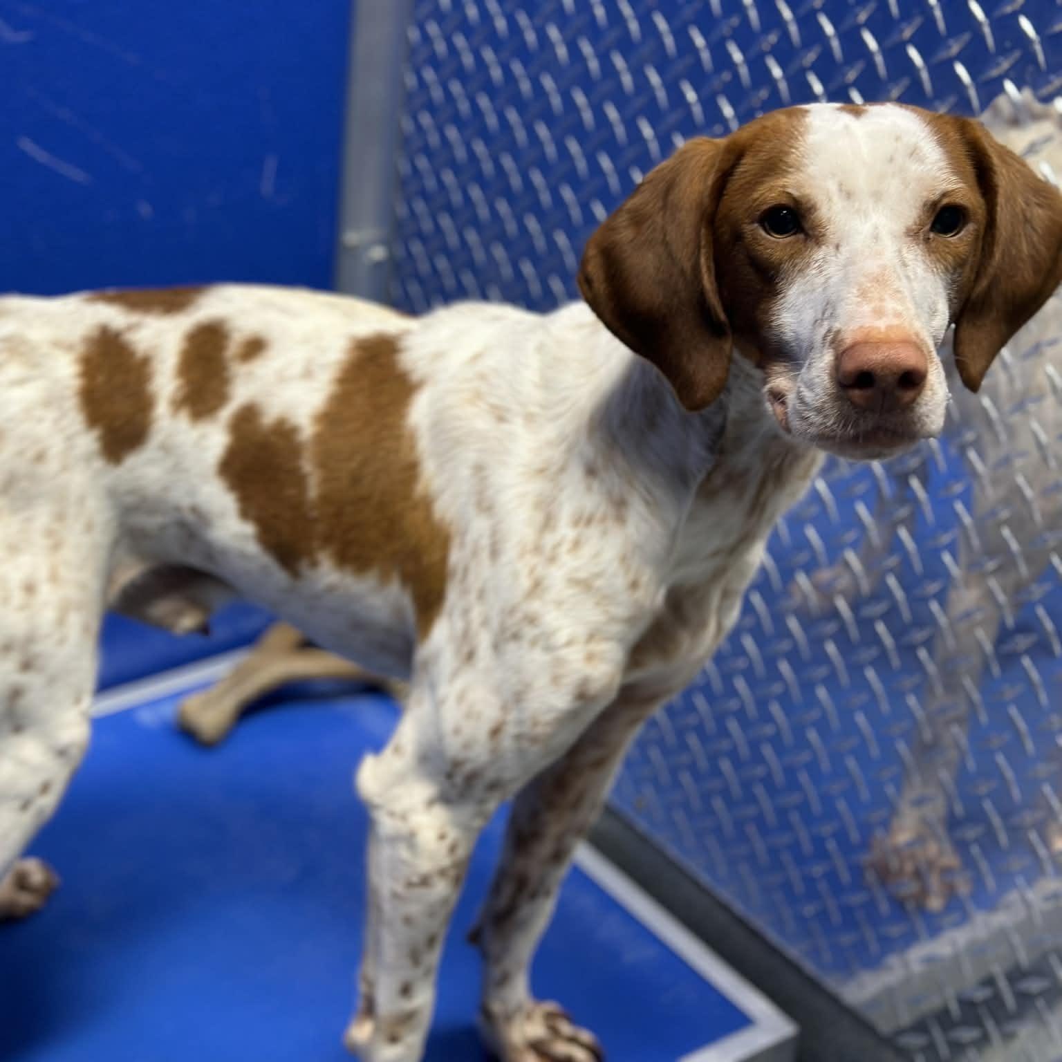 25-01728, Adoptable, Adult Male Hound.