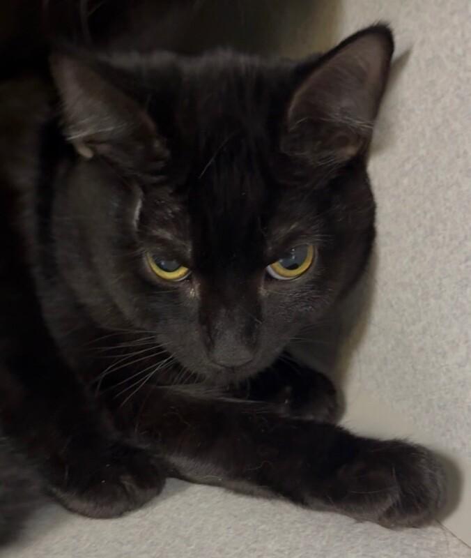 Enlarge Moe, a Adoptable Domestic Short Hair in Osseo, MI image 1/1