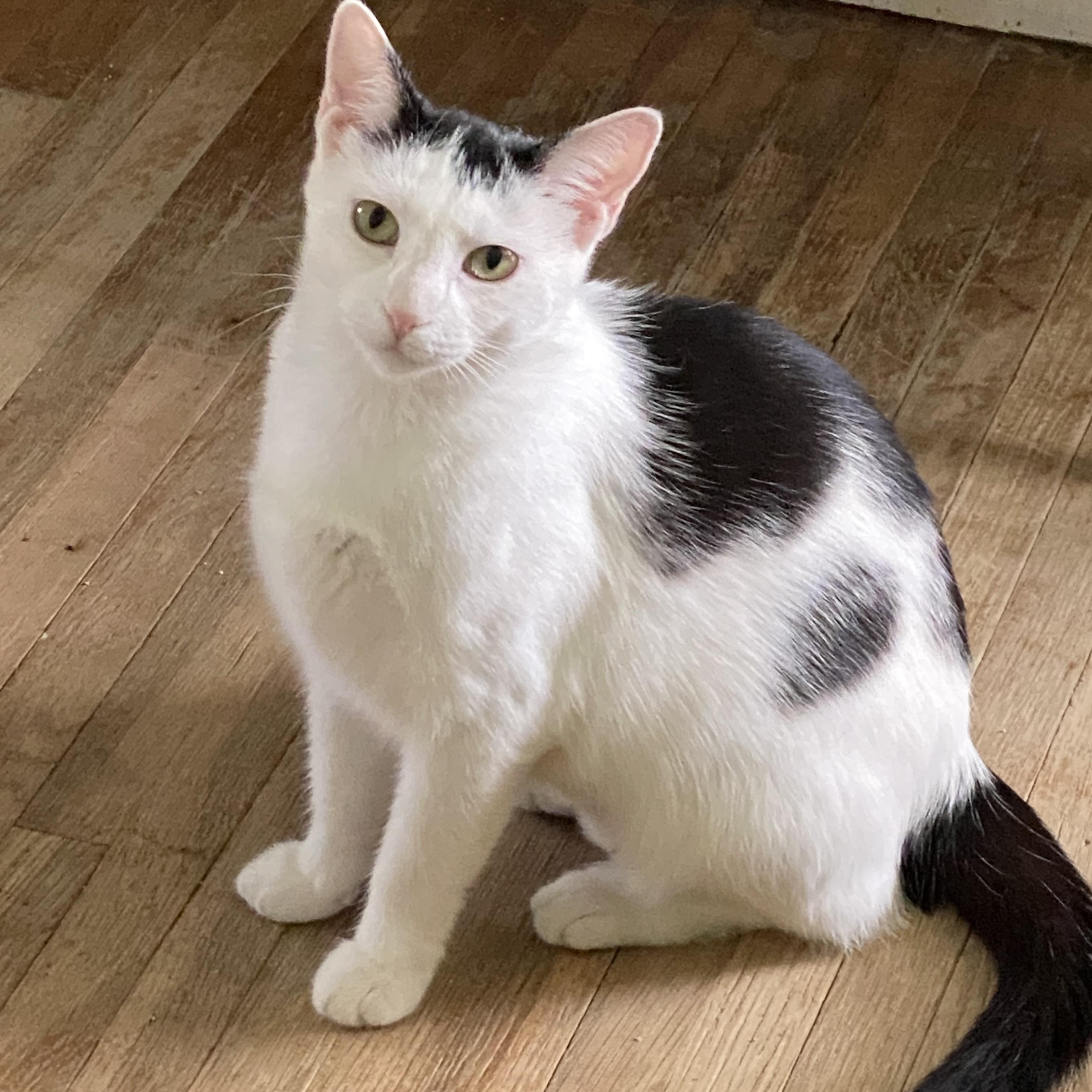 Enlarge Hummingbird, a Adoptable Domestic Short Hair in Buffalo, NY image 1/1