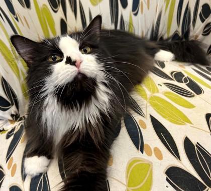 Enlarge Mavis, a ADOPTABLE Domestic Long Hair in Downers Grove, IL image 3/3