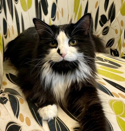 Enlarge Mavis, a ADOPTABLE Domestic Long Hair in Downers Grove, IL image 1/3