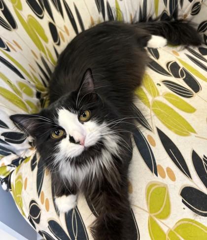 Enlarge Mavis, a ADOPTABLE Domestic Long Hair in Downers Grove, IL image 2/3