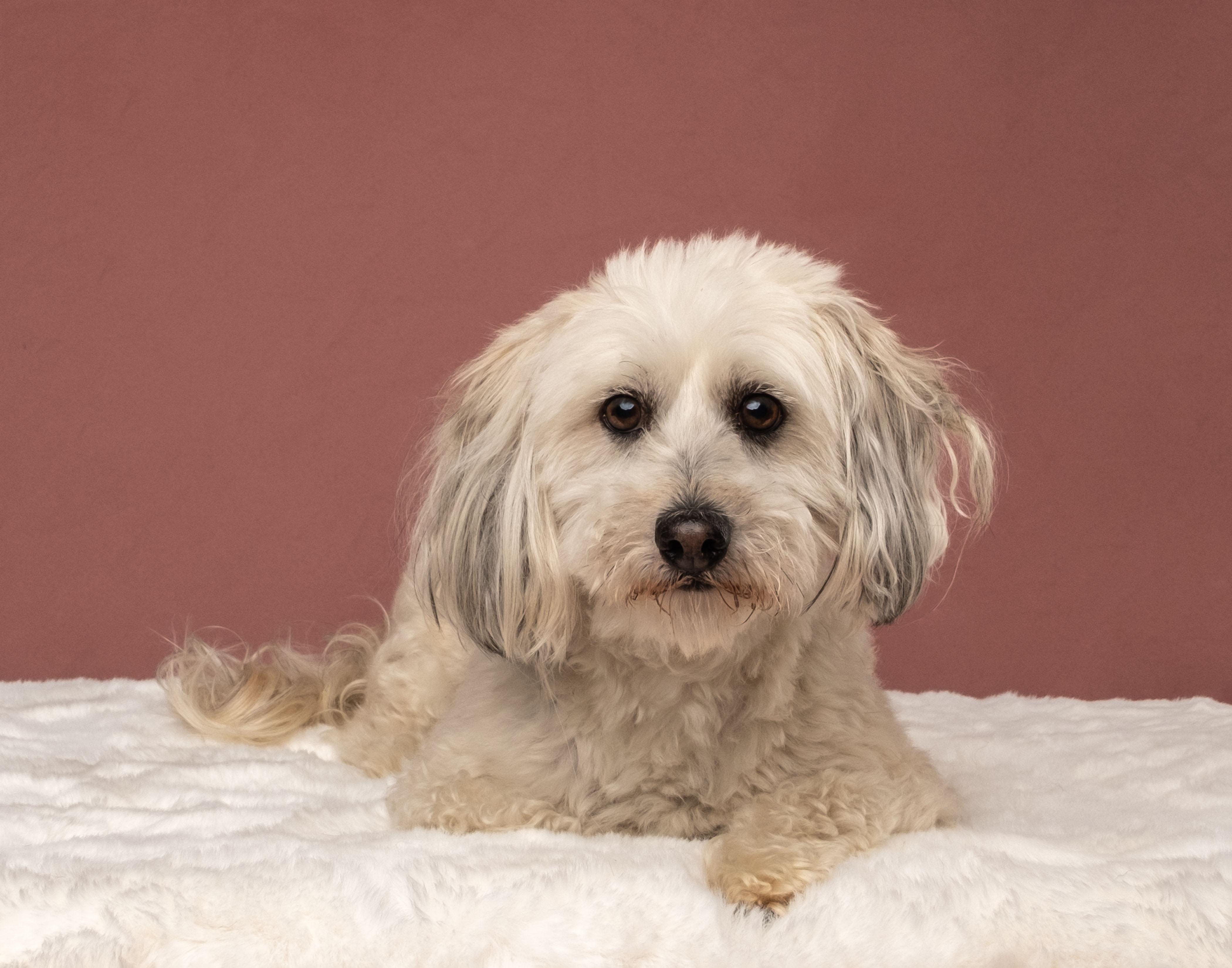 Bitty, adopted, Adult Male Maltese.