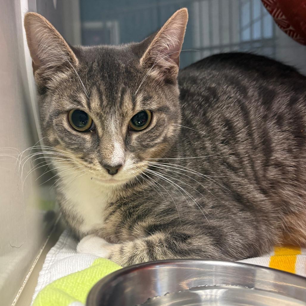 Enlarge Smudge, a Adoptable Domestic Short Hair in East Hanover, NJ image 1/1