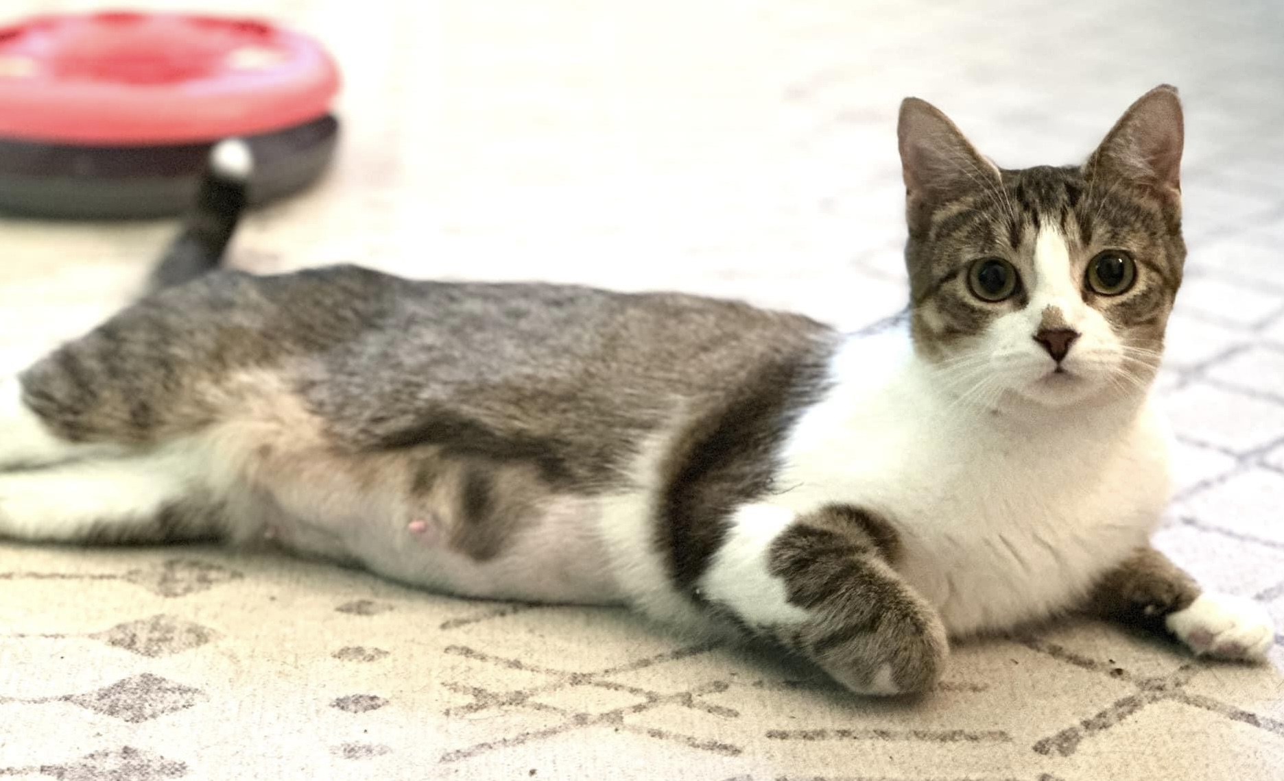 Aurora, an adoptable Domestic Short Hair in Erie, PA image 2/5