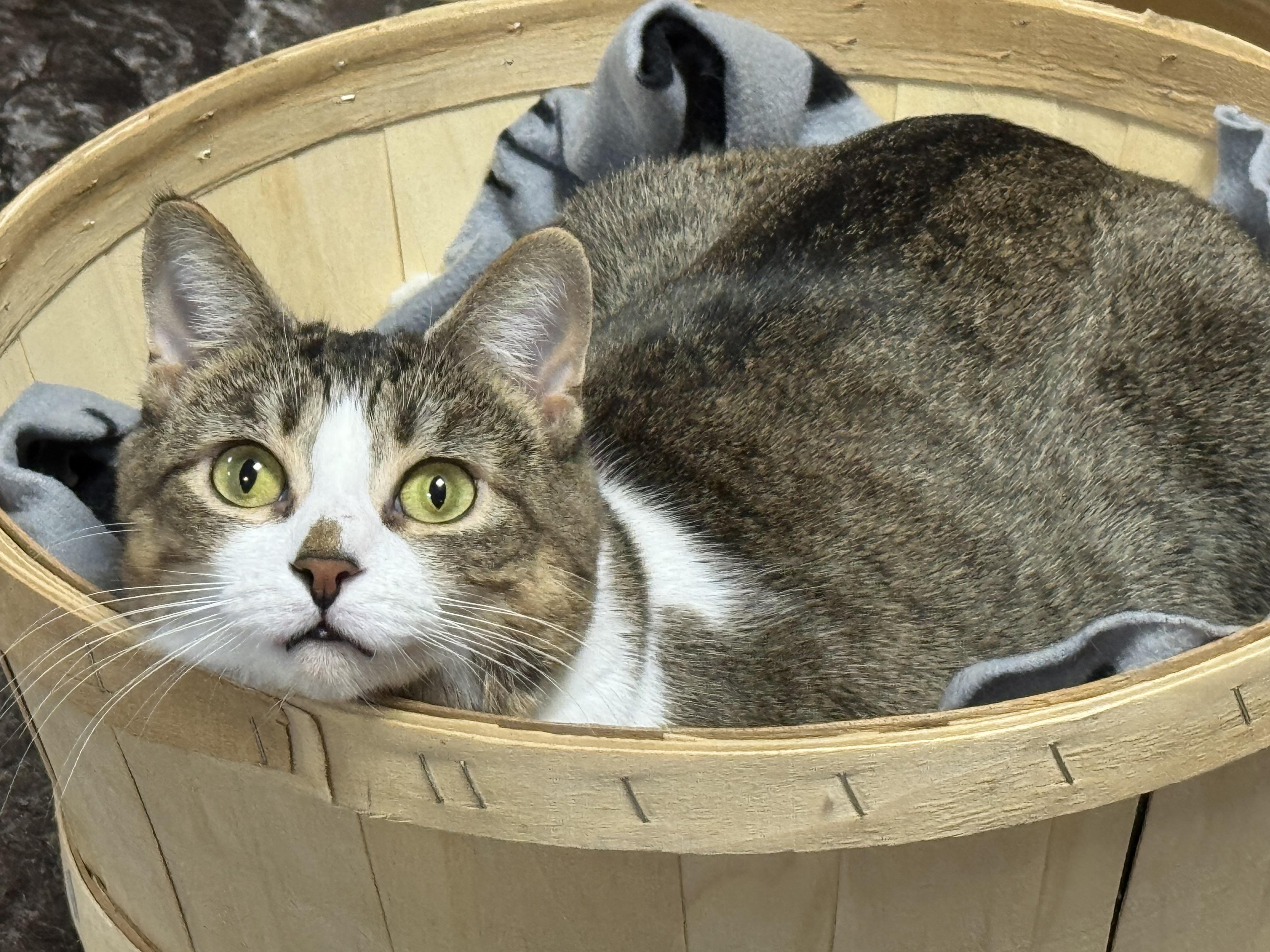 Aurora, an adoptable Domestic Short Hair in Erie, PA image 1/5