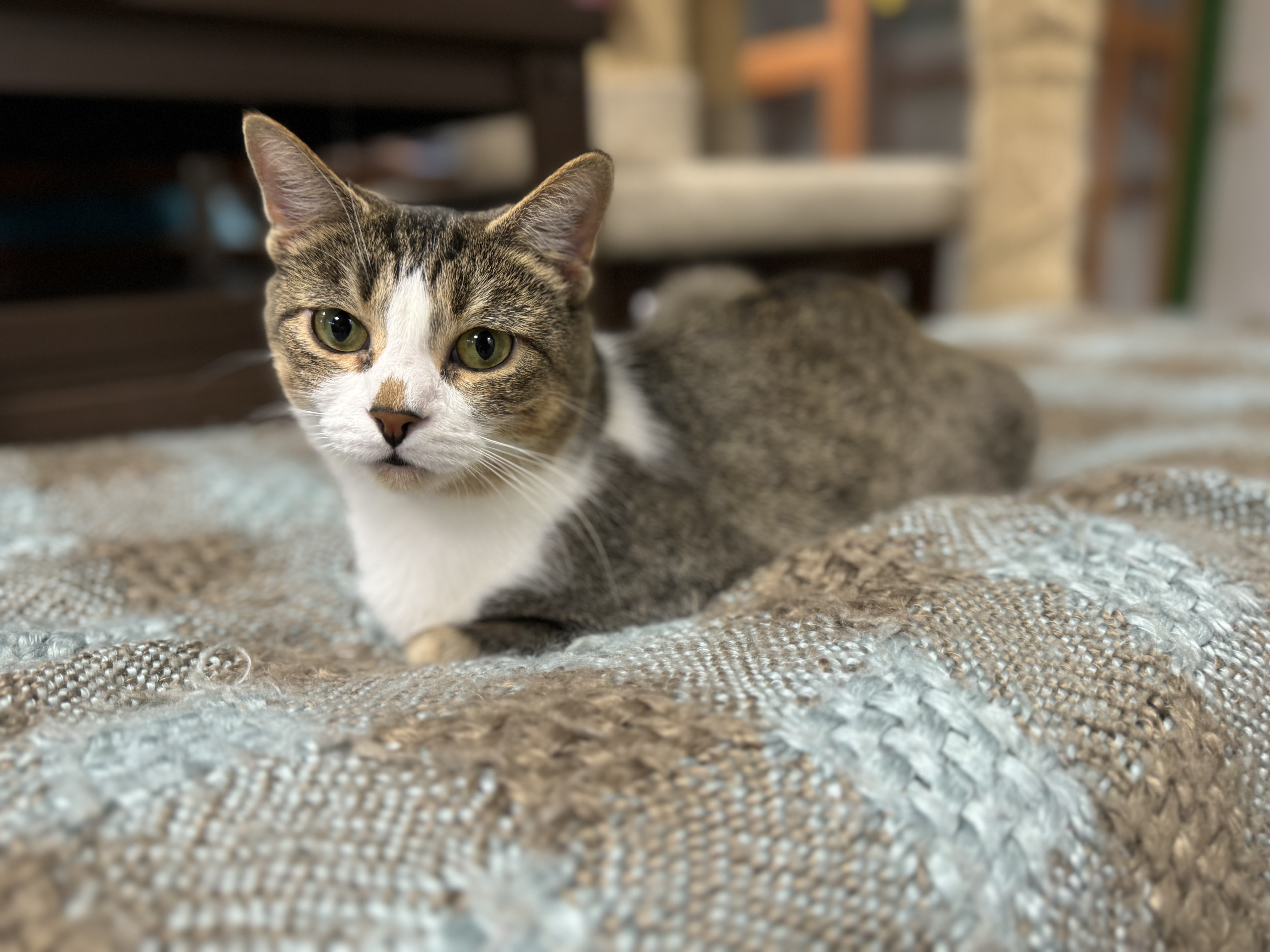 Aurora, an adoptable Domestic Short Hair in Erie, PA image 3/5