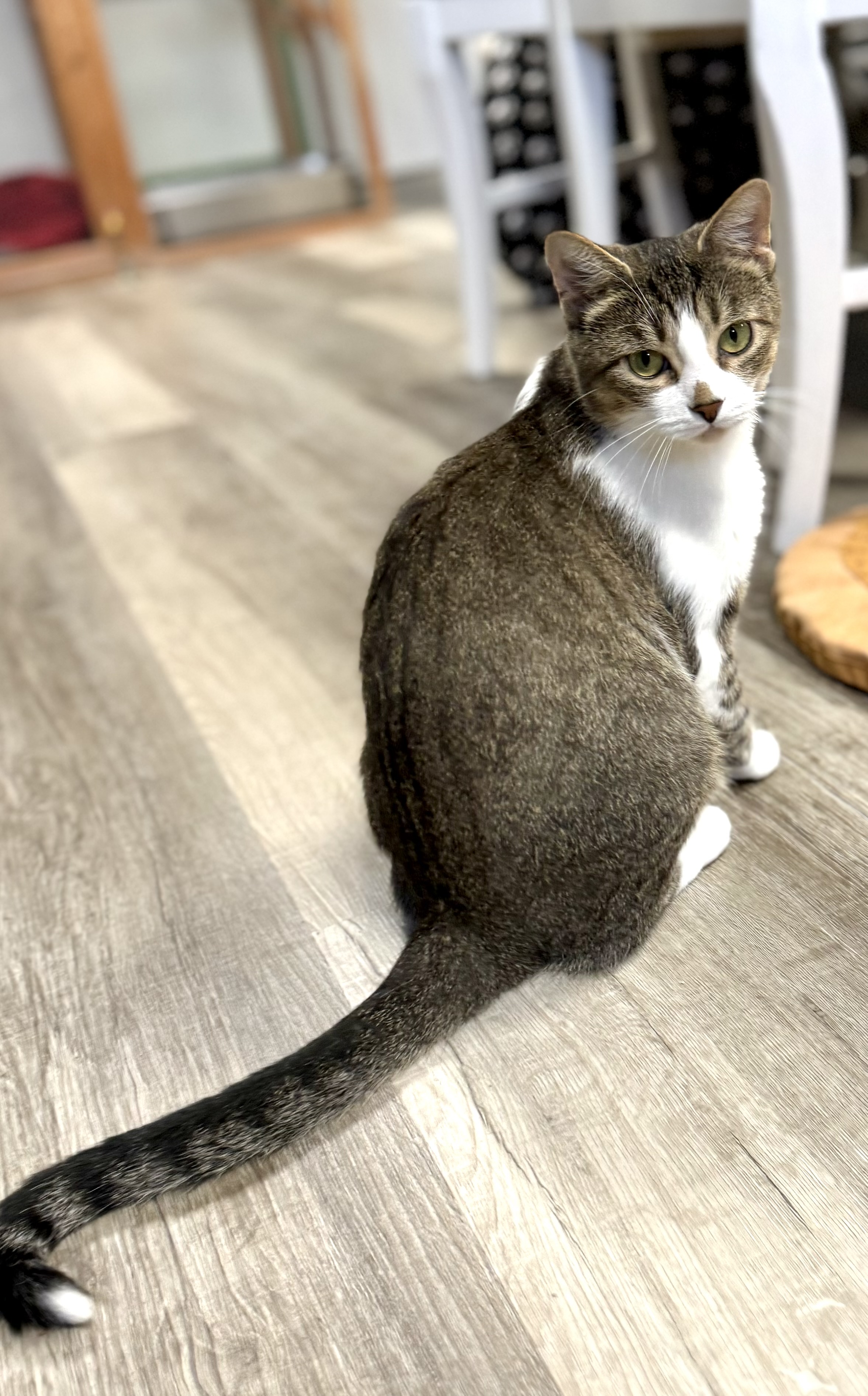 Aurora, an adoptable Domestic Short Hair in Erie, PA image 4/5