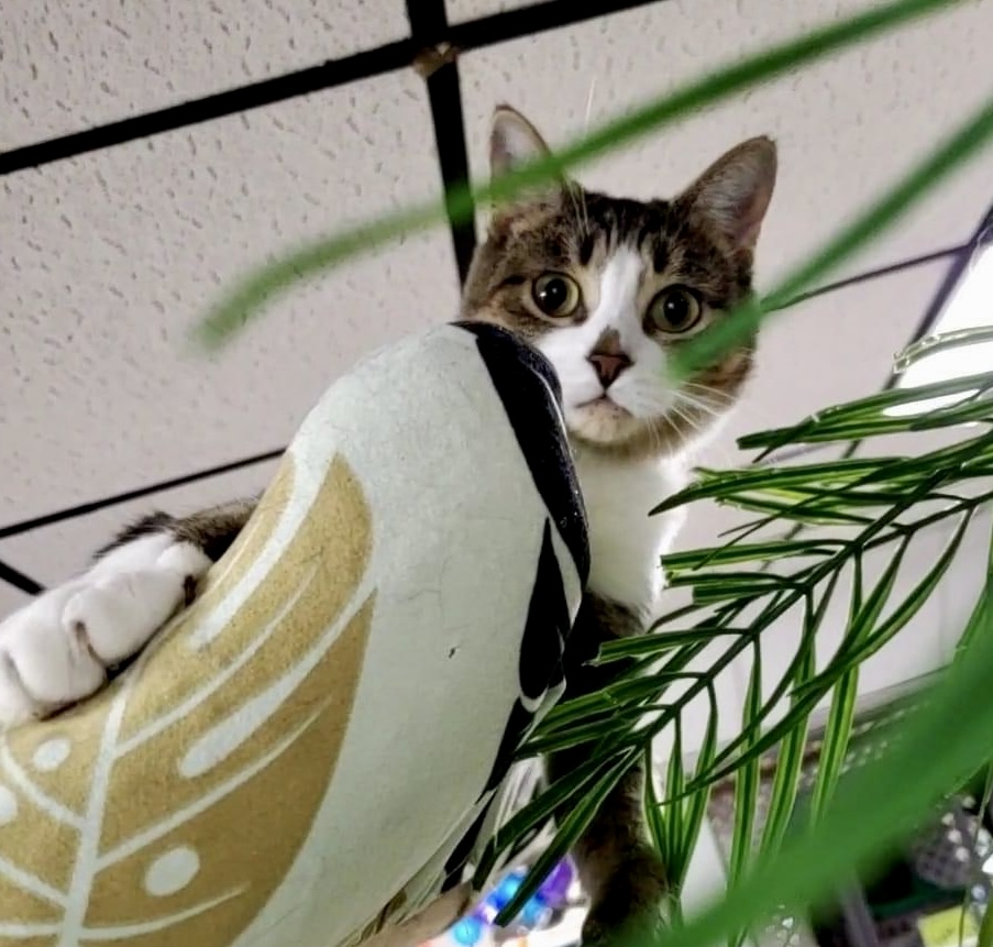 Aurora, an adoptable Domestic Short Hair in Erie, PA image 5/5