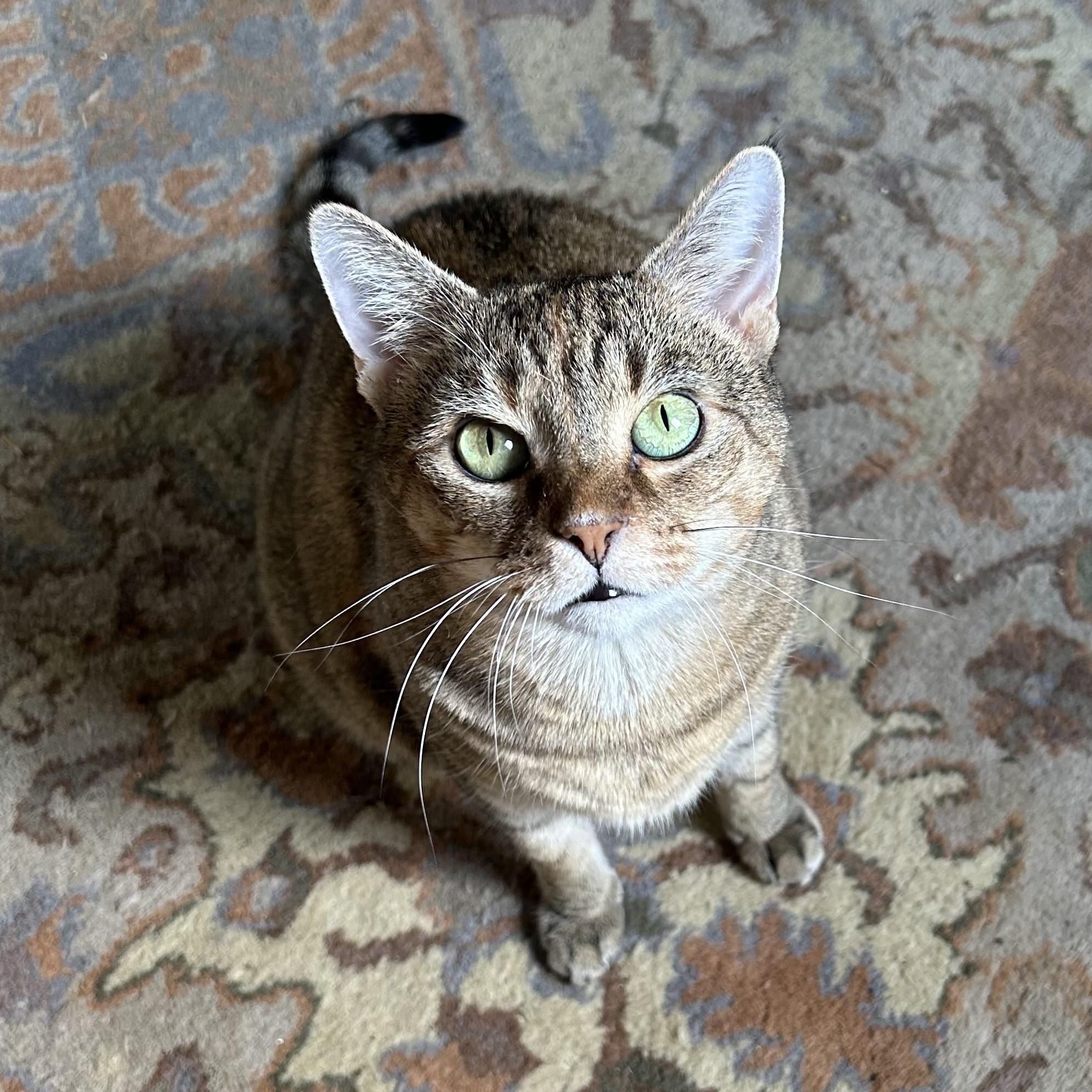 Enlarge Ember, a ADOPTABLE Domestic Short Hair in Nashville, TN image 2/6