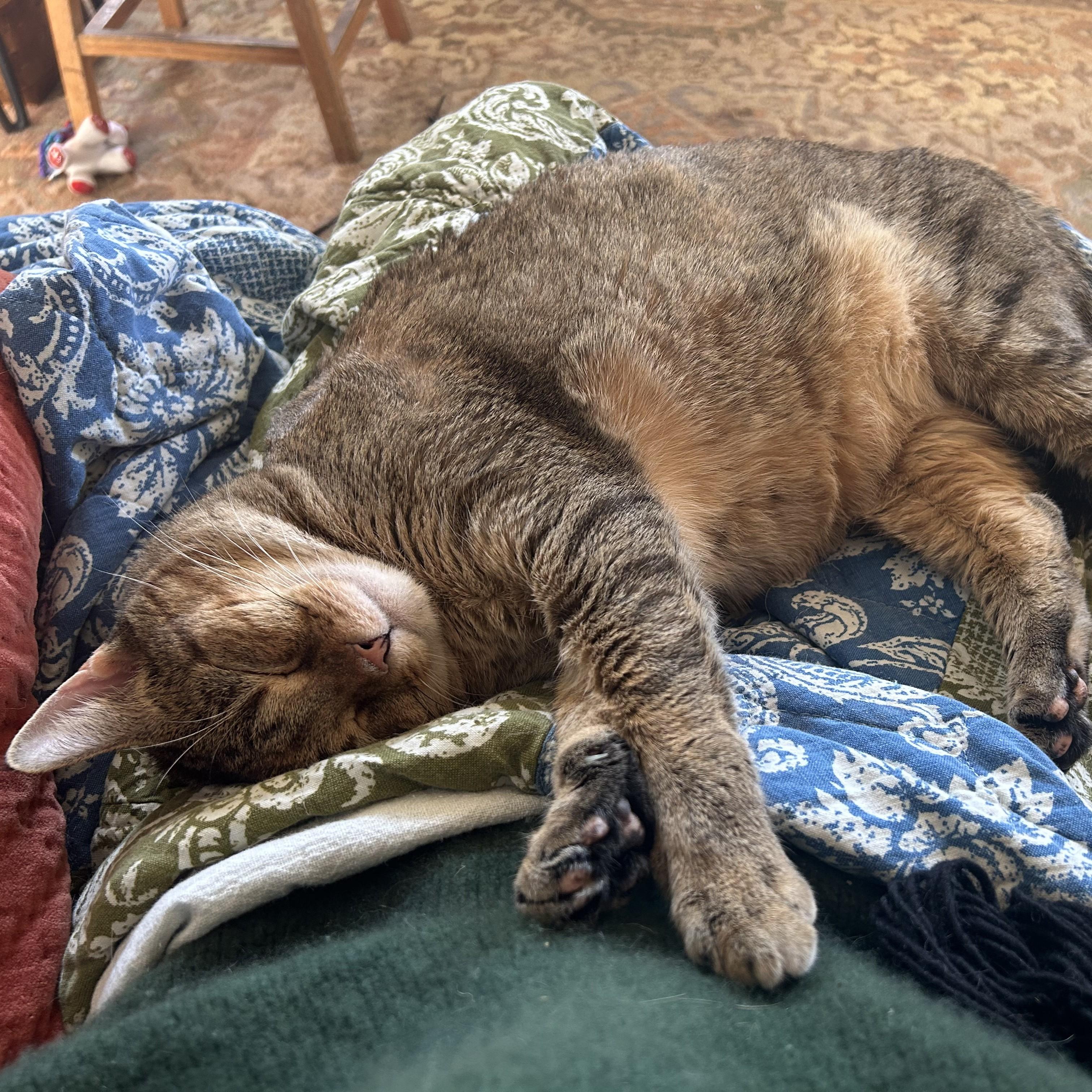 Enlarge Ember, a ADOPTABLE Domestic Short Hair in Nashville, TN image 3/6