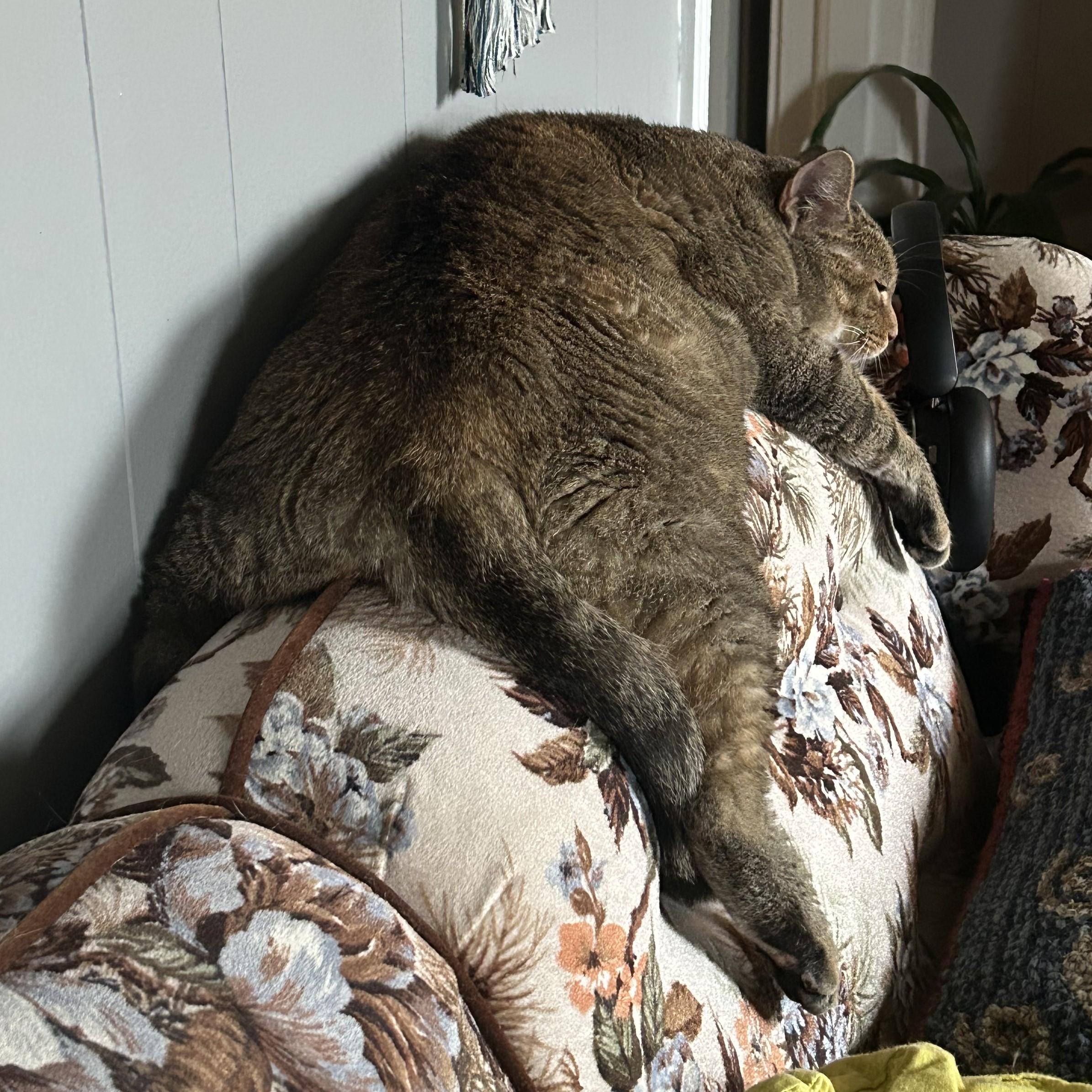 Enlarge Ember, a ADOPTABLE Domestic Short Hair in Nashville, TN image 6/6