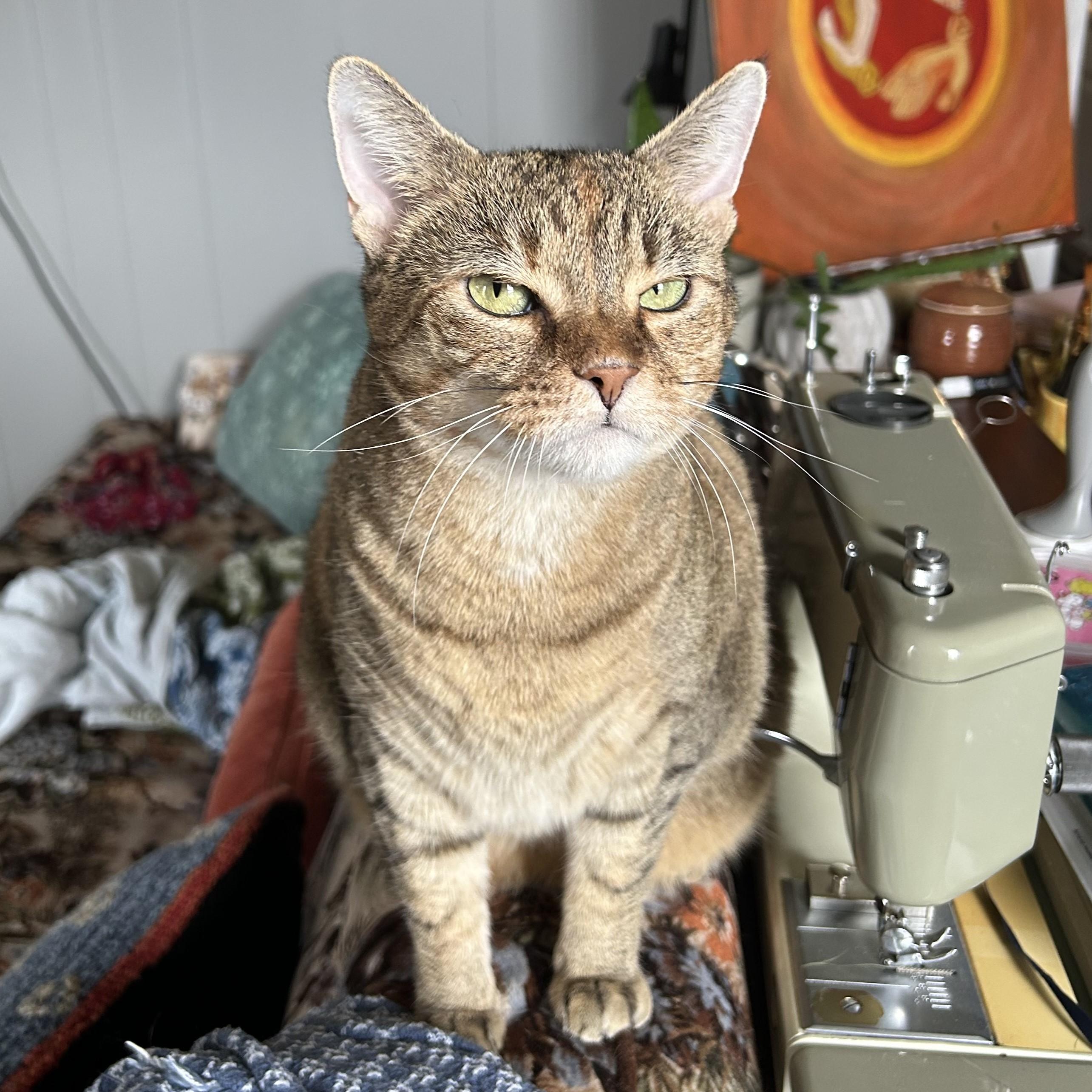 Enlarge Ember, a ADOPTABLE Domestic Short Hair in Nashville, TN image 5/6