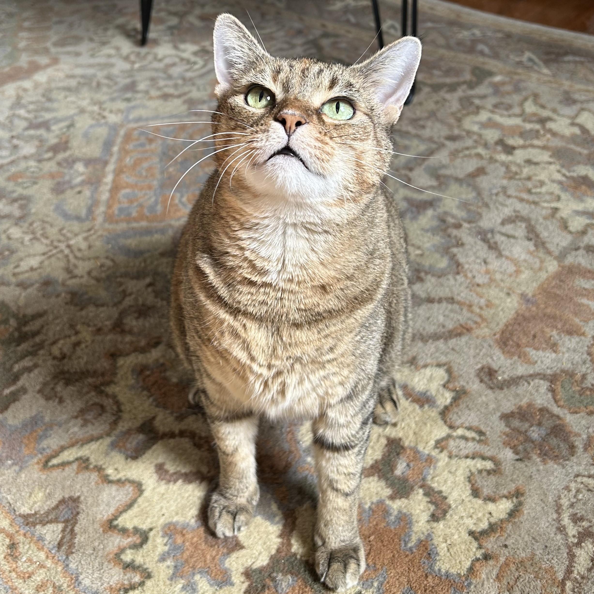 Enlarge Ember, a ADOPTABLE Domestic Short Hair in Nashville, TN image 4/6