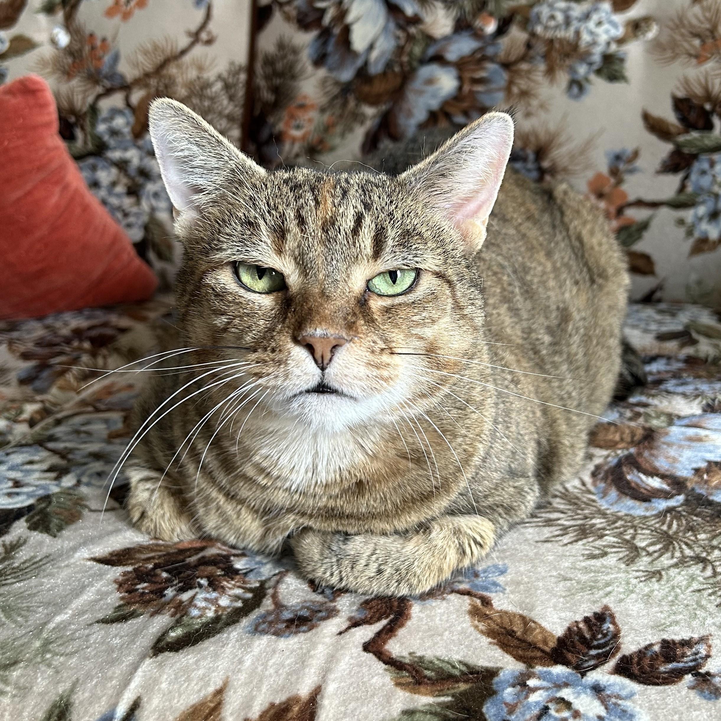 Ember, ADOPTABLE, Adult Female Domestic Short Hair.
