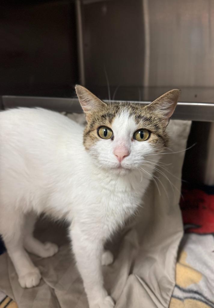 Lilo - At Petco, Adoptable, Adult Female Domestic Short Hair.