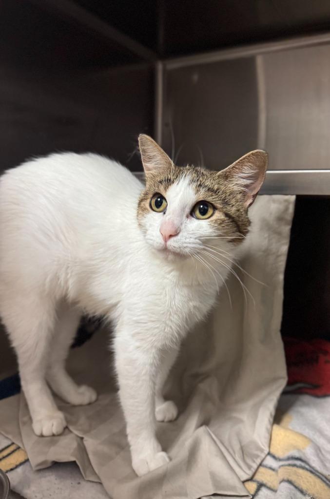 Enlarge Lilo - At Petco, a Adoptable mixed breed in Grand Forks, ND image 2/3