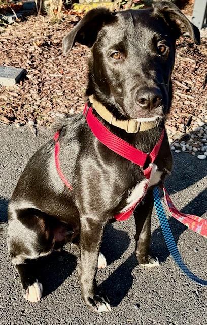 Lennox, Adoptable, Young Male Labrador Retriever & Border Collie.