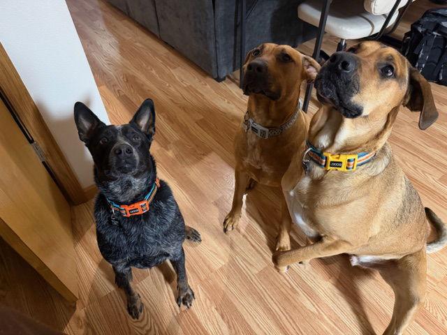 Enlarge Theo (Courtesy Listing), a Adoptable Australian Cattle Dog / Blue Heeler in Williamsburg, IA image 1/2