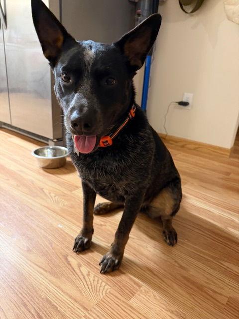 Enlarge Theo (Courtesy Listing), a Adoptable Australian Cattle Dog / Blue Heeler in Williamsburg, IA image 2/2
