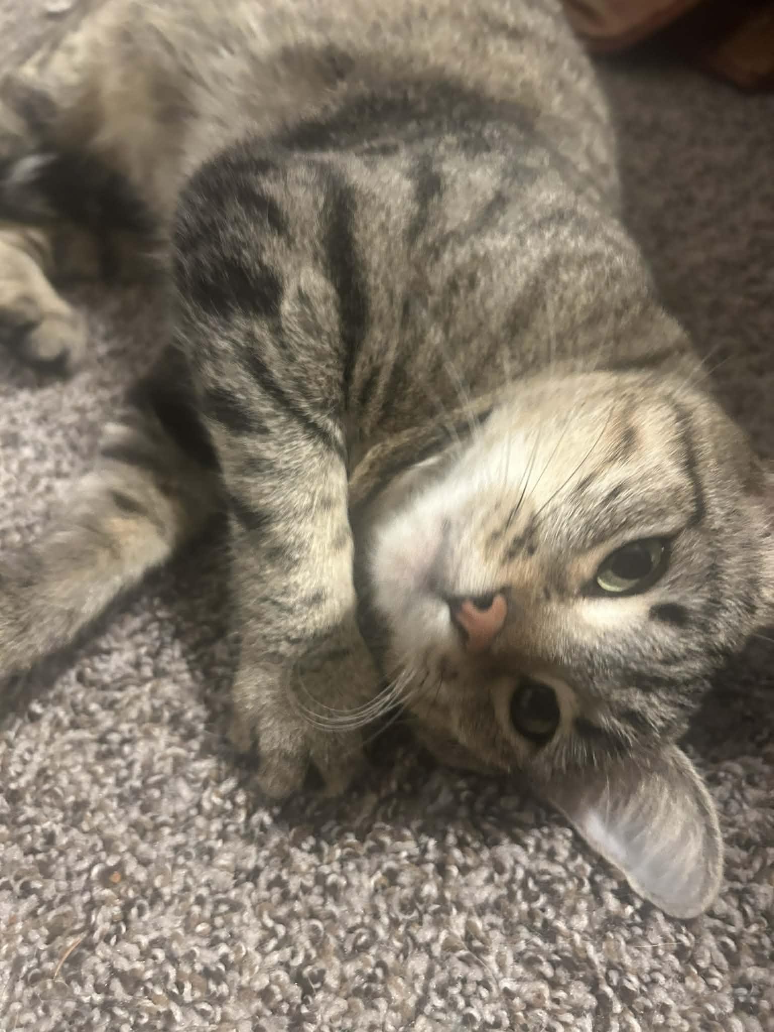 Enlarge Carrie Ann, a ADOPTABLE Domestic Short Hair in Overland Park, KS image 1/3