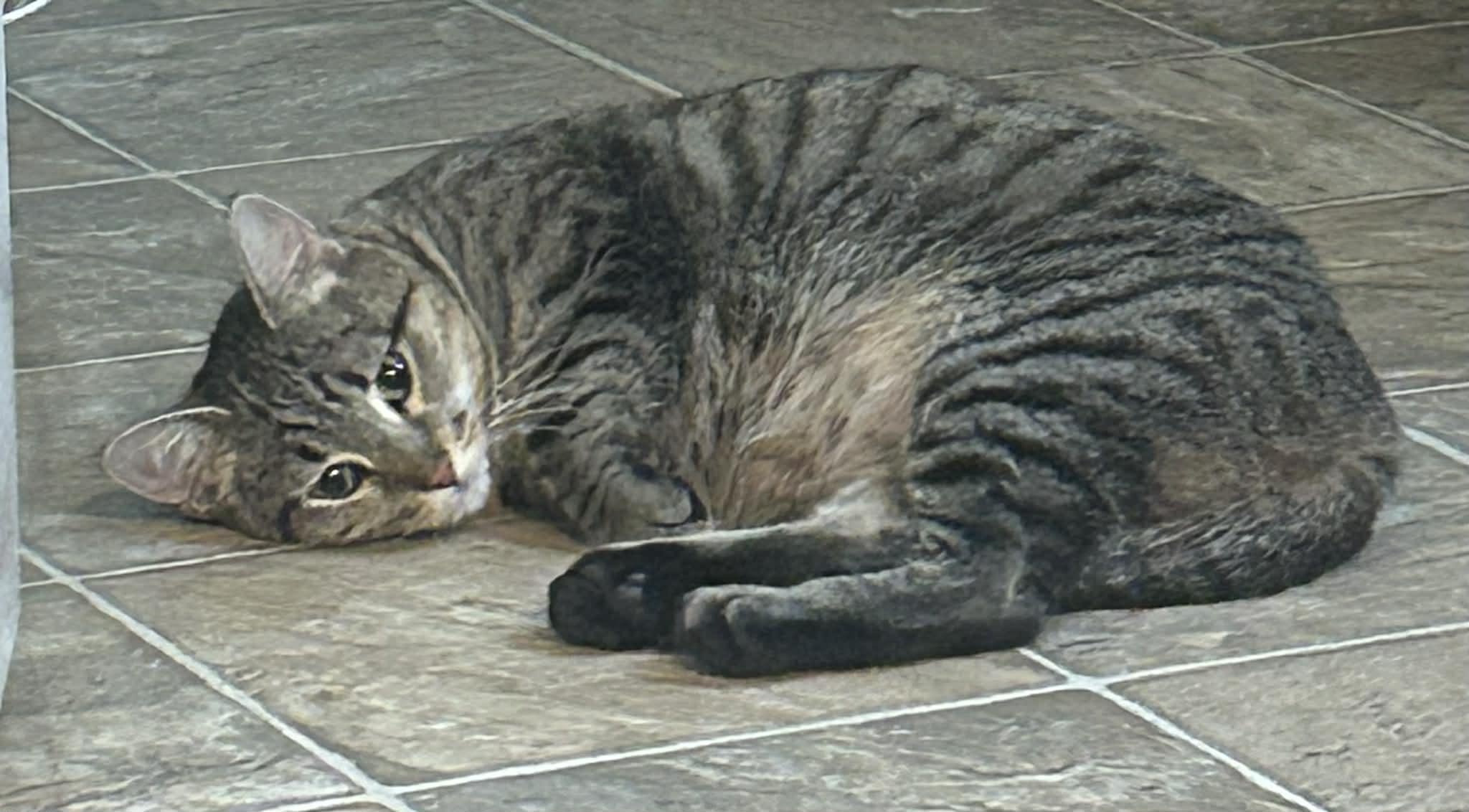 Enlarge Carrie Ann, a ADOPTABLE Domestic Short Hair in Overland Park, KS image 2/3