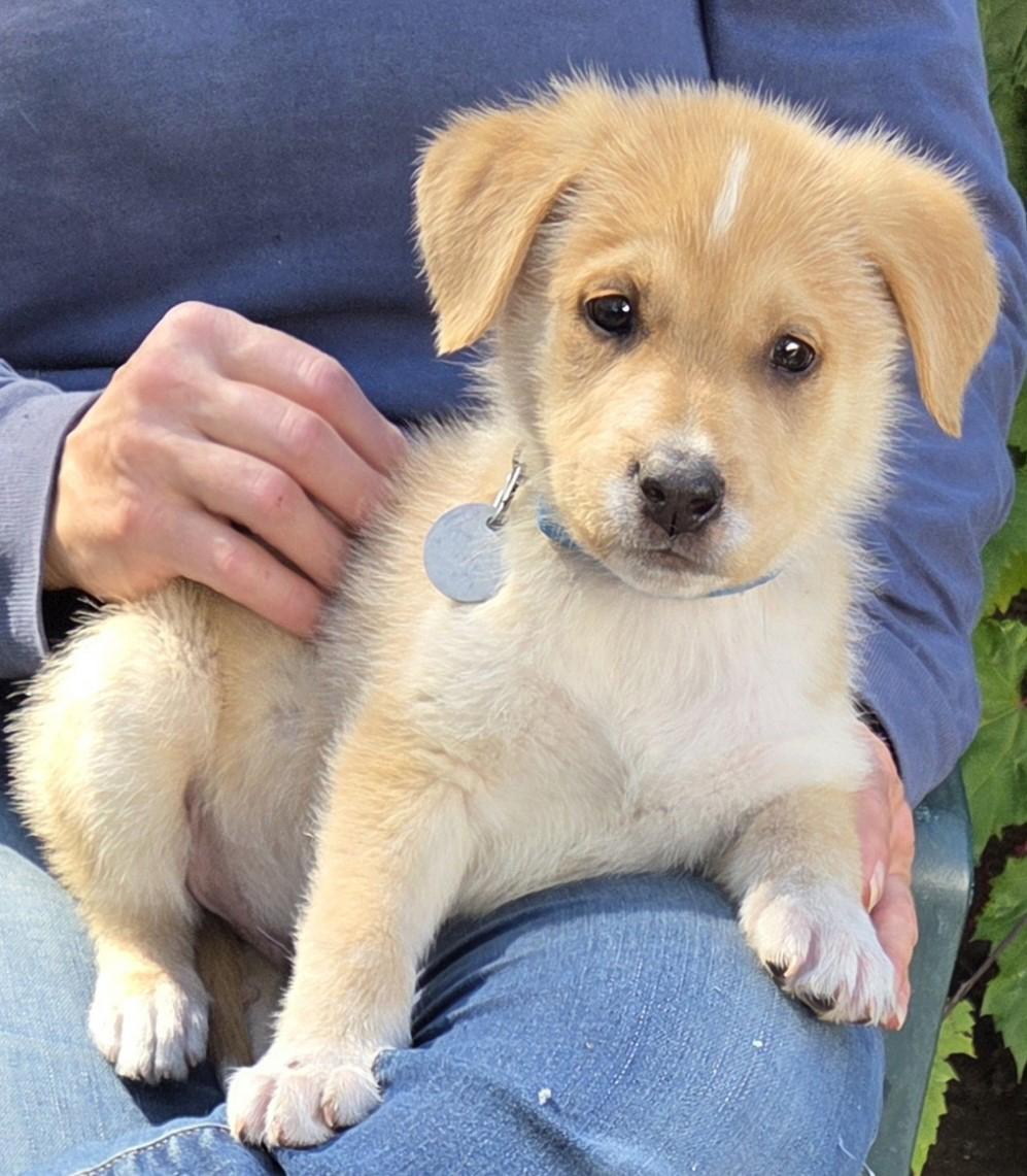 Enlarge Tuck, a Adoption Pending mixed breed in Saint Paul, MN image 5/6