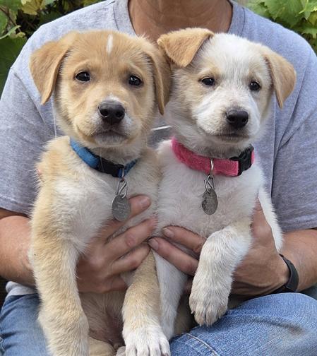 Enlarge Tuck, a Adoption Pending mixed breed in Saint Paul, MN image 4/6