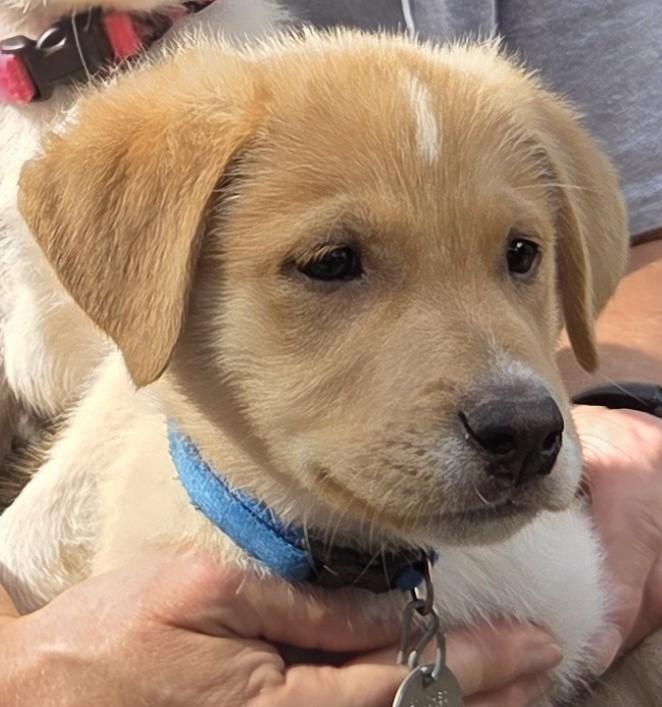 Enlarge Tuck, a Adoption Pending mixed breed in Saint Paul, MN image 3/6