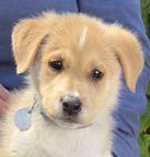Tuck, Adoptable, Puppy Male Labrador Retriever & German Shepherd Dog.