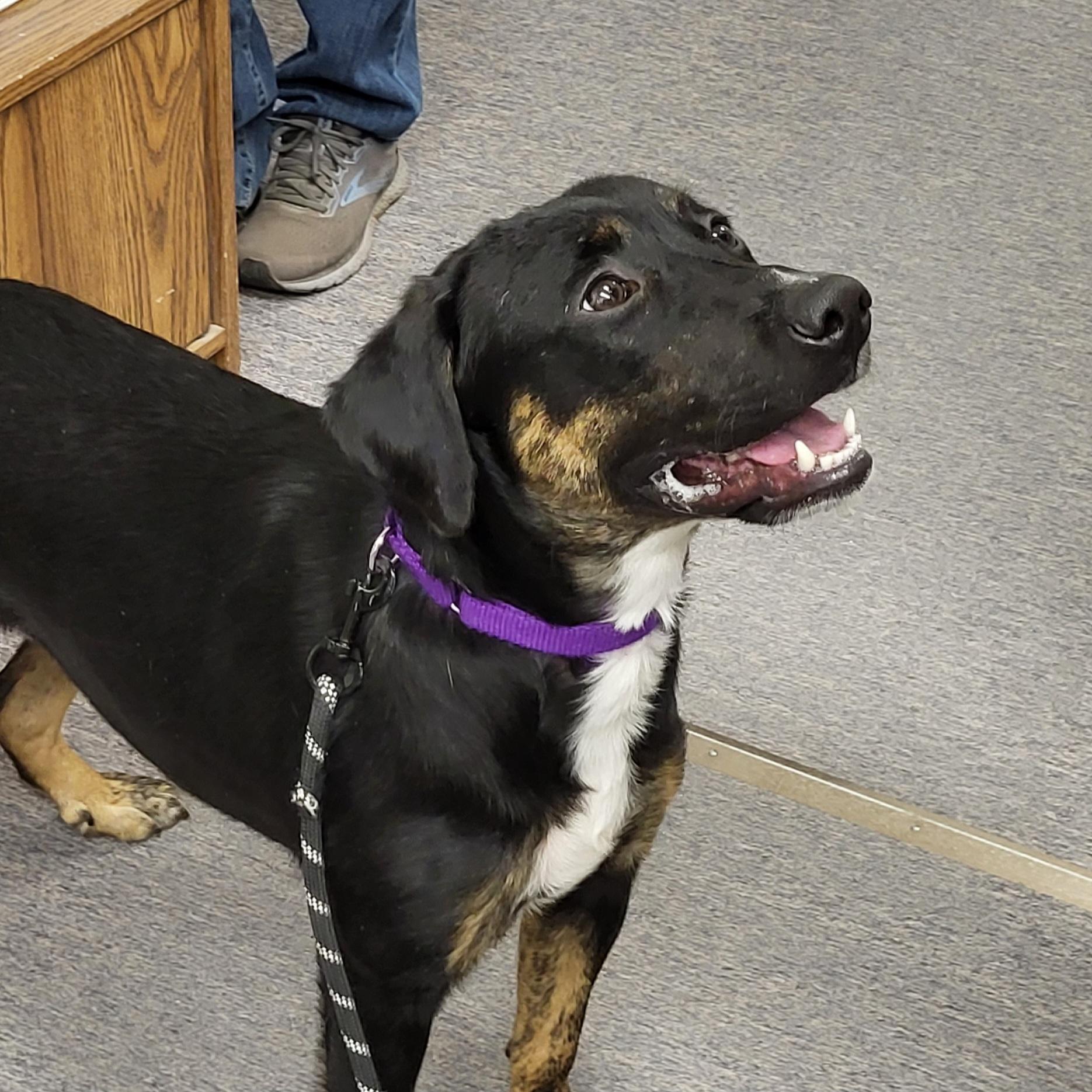 Enlarge Harley, a Adoptable mixed breed in Fergus Falls, MN image 3/3