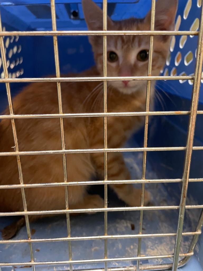 Luca, Adopted, Kitten Male Domestic Short Hair.