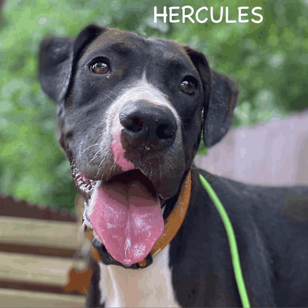 Enlarge Hercules, a Adoptable mixed breed in Helena, AL image 8/11