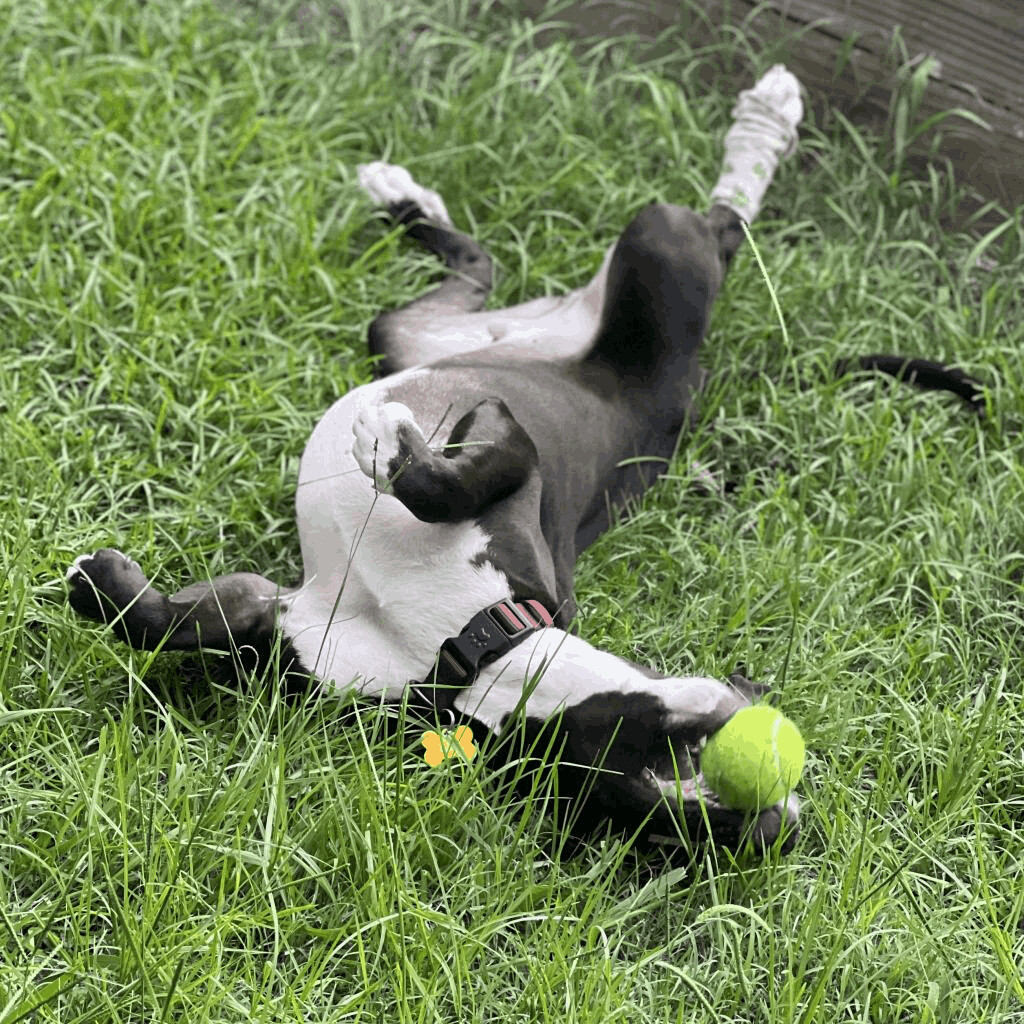 Enlarge Hercules, a Adoptable mixed breed in Helena, AL image 9/11