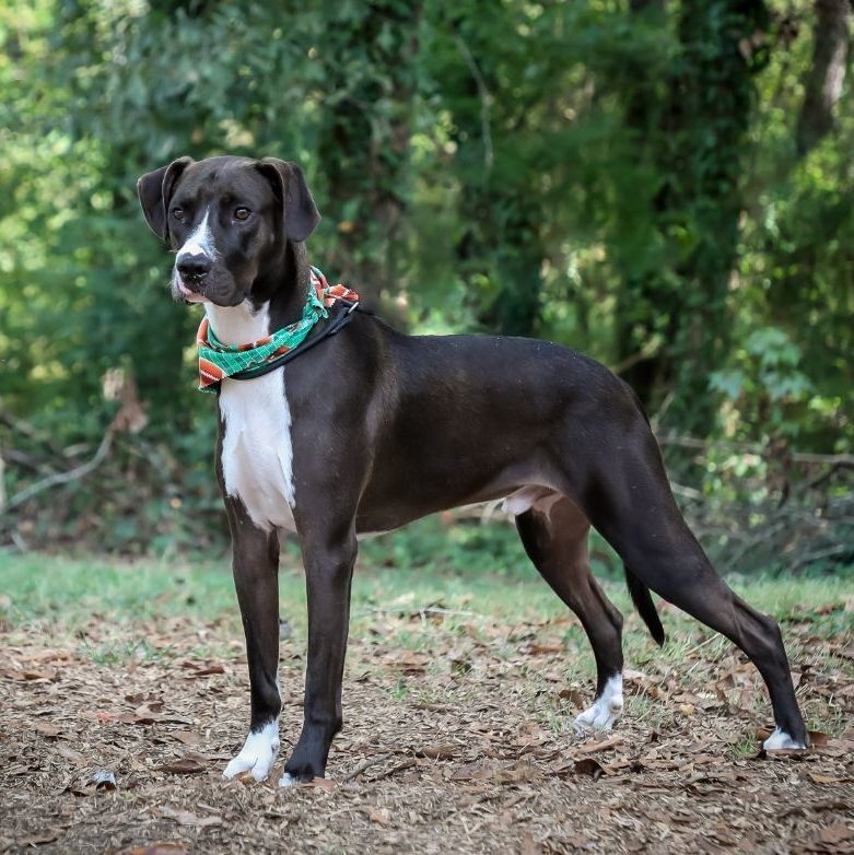 Hercules, a Adoptable mixed breed in Helena, AL image 1/11