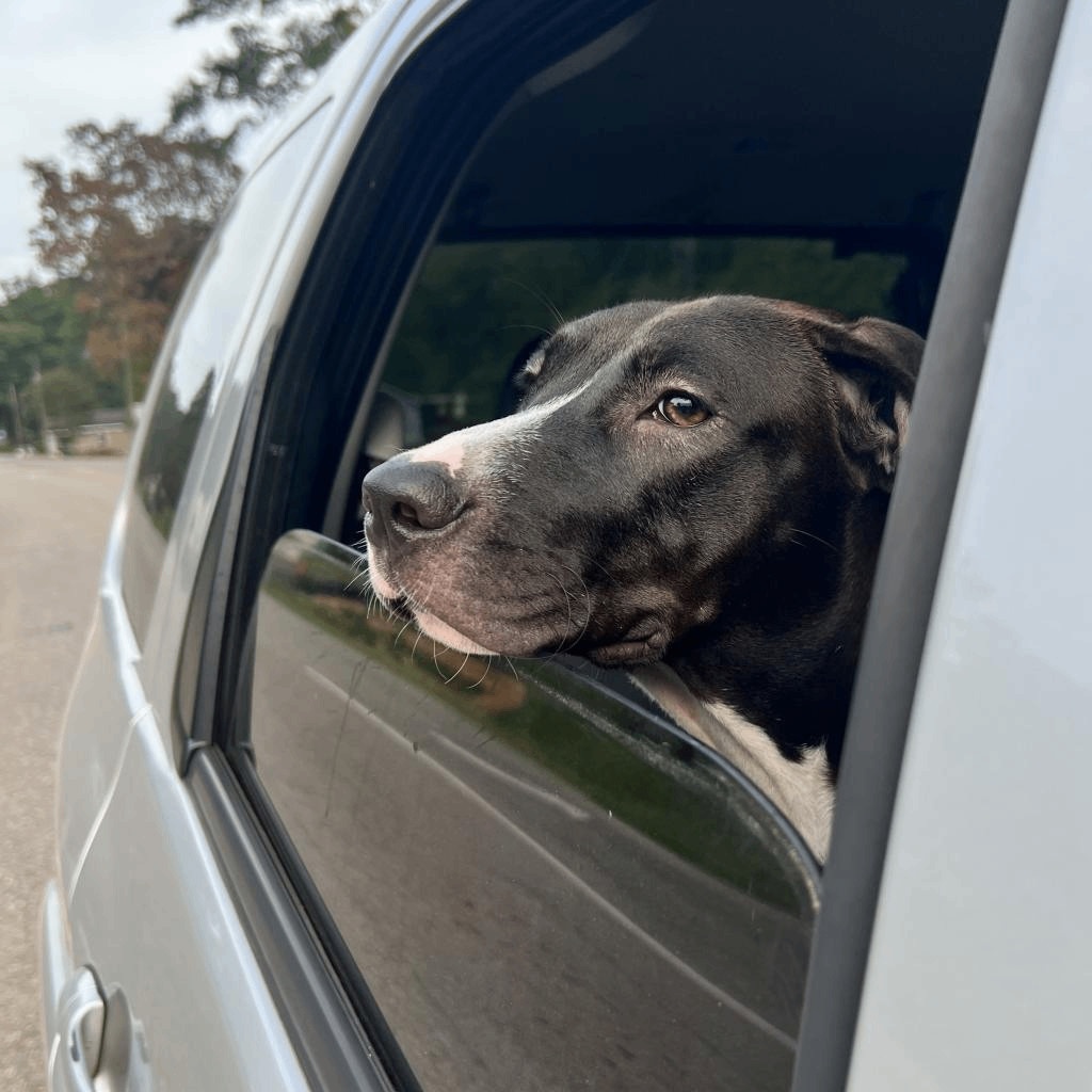 Enlarge Hercules, a Adoptable mixed breed in Helena, AL image 11/11