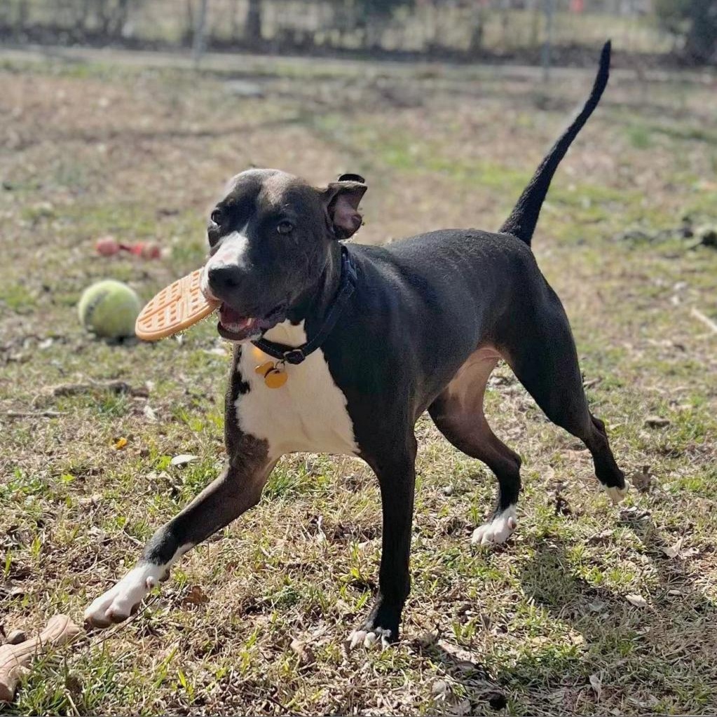 Enlarge Hercules, a Adoptable mixed breed in Helena, AL image 5/6