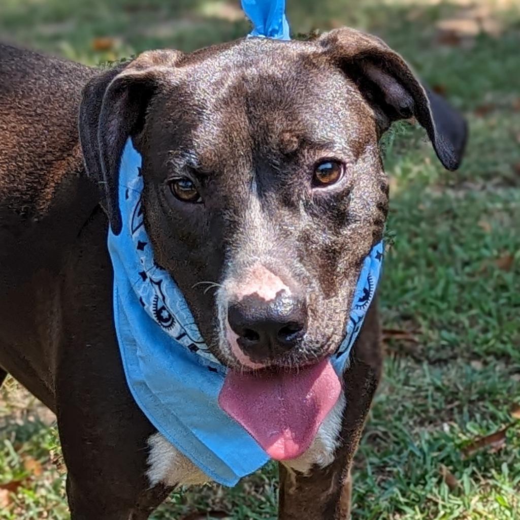 Enlarge Hercules, a Adoptable mixed breed in Helena, AL image 1/6