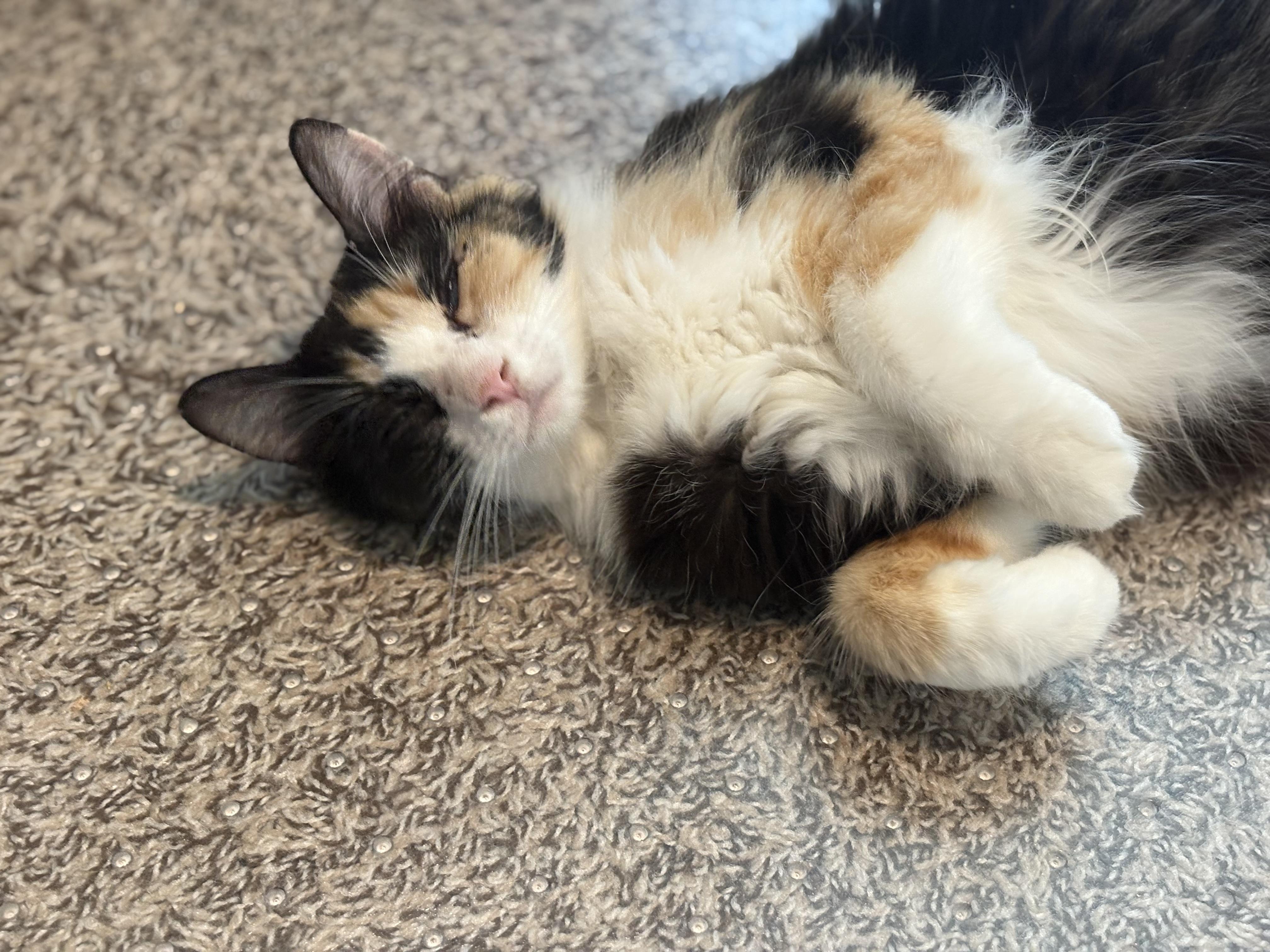 Enlarge Serenity, a Adoptable Domestic Medium Hair in queen creek, AZ image 3/5