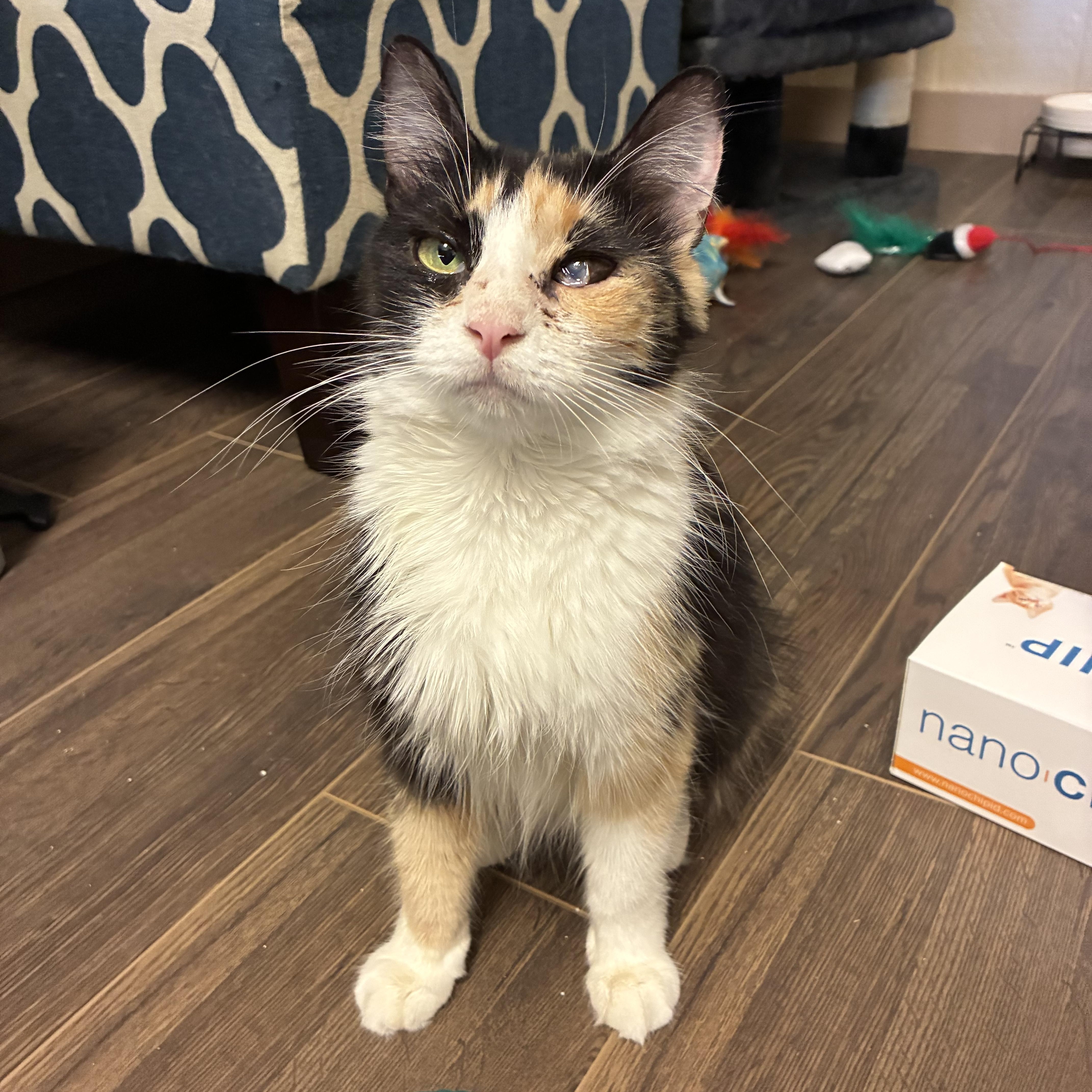 Enlarge Serenity, a Adoptable Domestic Medium Hair in queen creek, AZ image 4/5