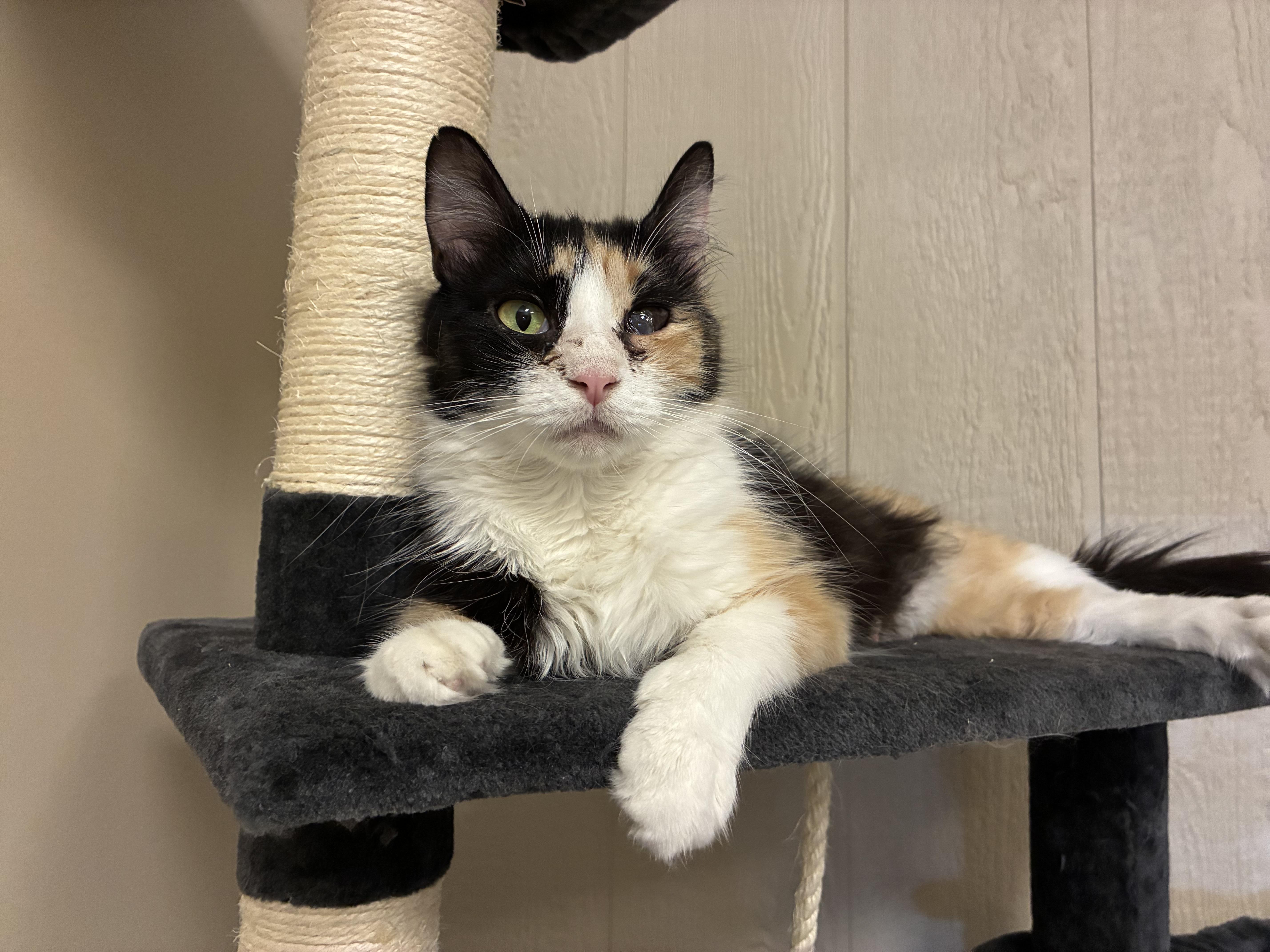 Enlarge Serenity, a Adoptable Domestic Medium Hair in queen creek, AZ image 2/5