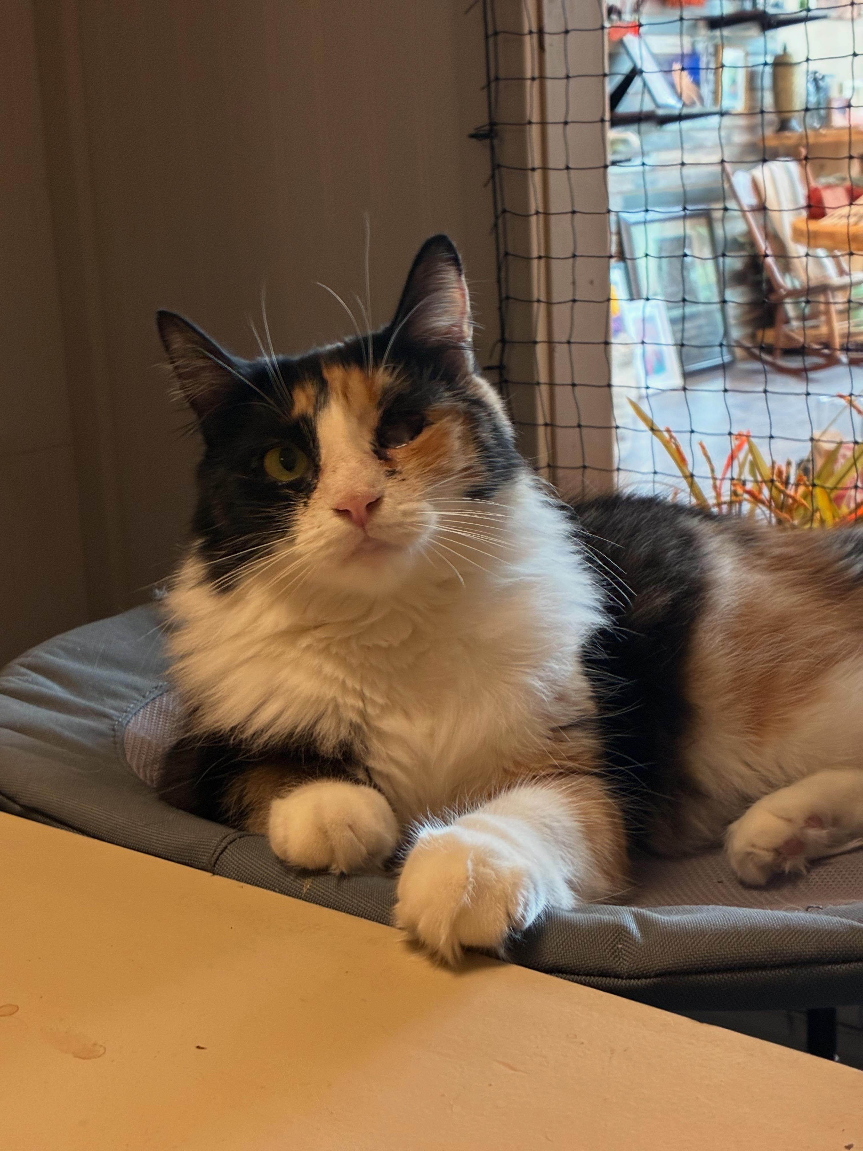 Enlarge Serenity, a Adoptable Domestic Medium Hair in queen creek, AZ image 1/5